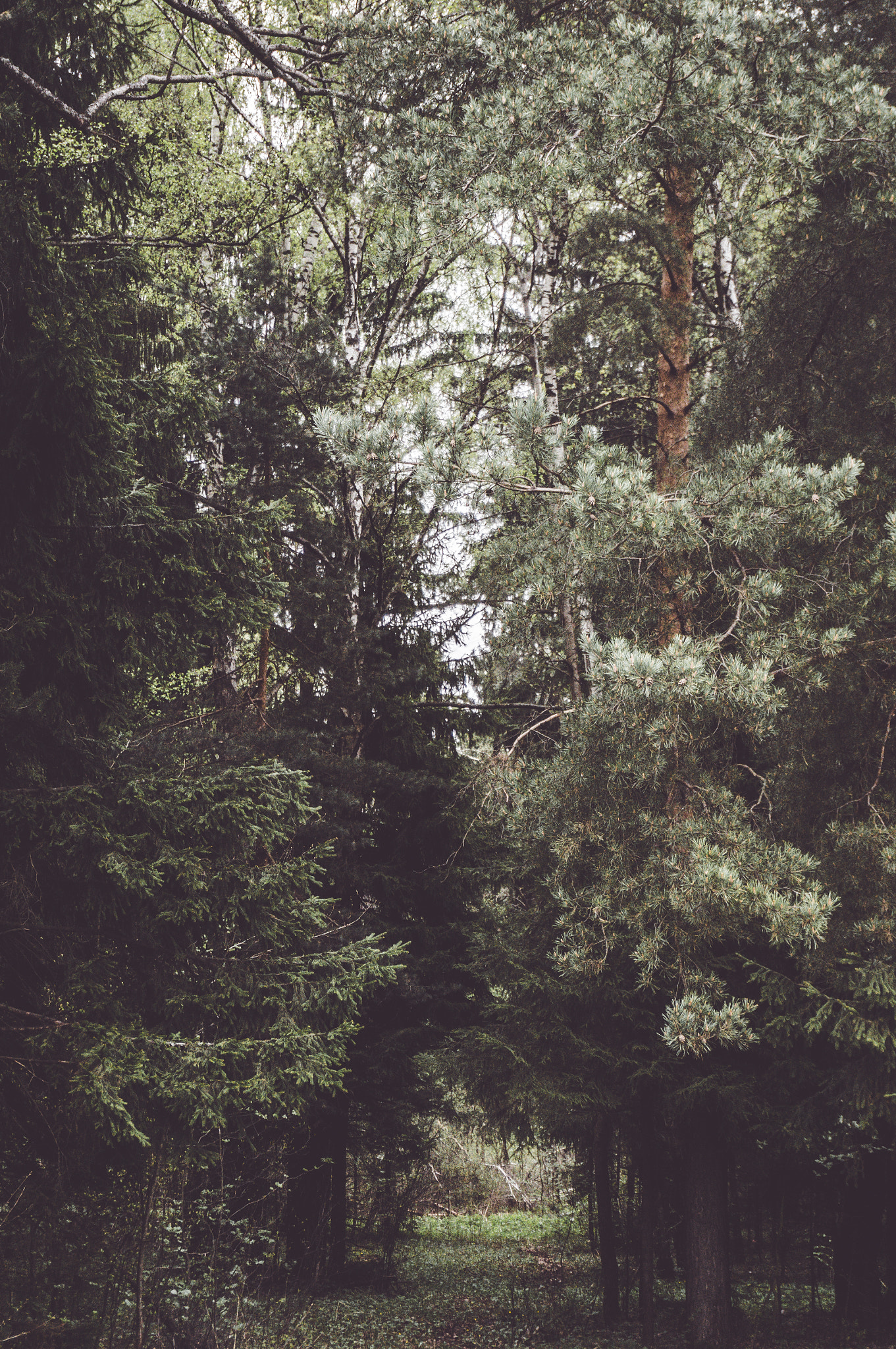 Sony Alpha NEX-5T sample photo. Pine forest photography
