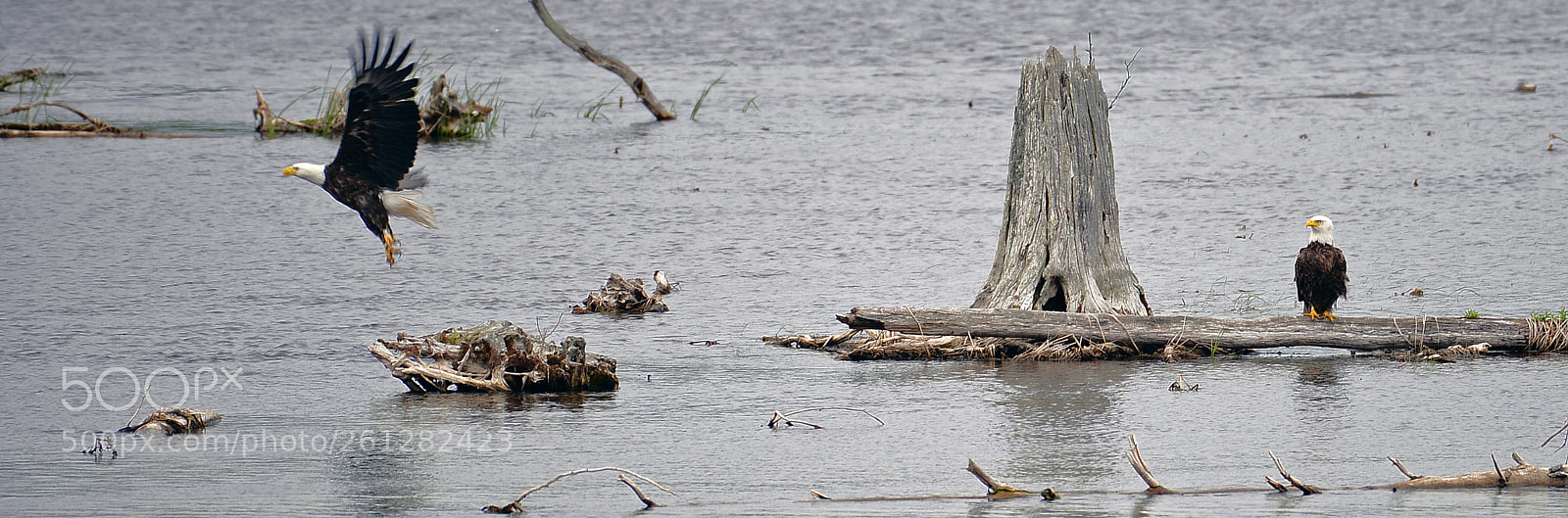 Nikon D800 sample photo. Bald eagle lift-off photography