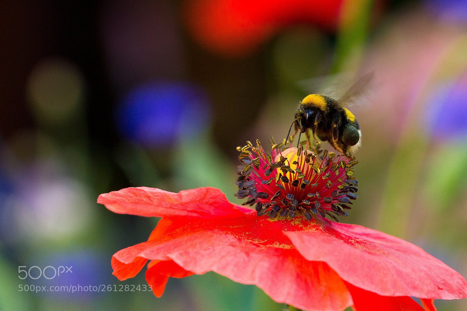 Canon EOS 60D sample photo. The landing photography