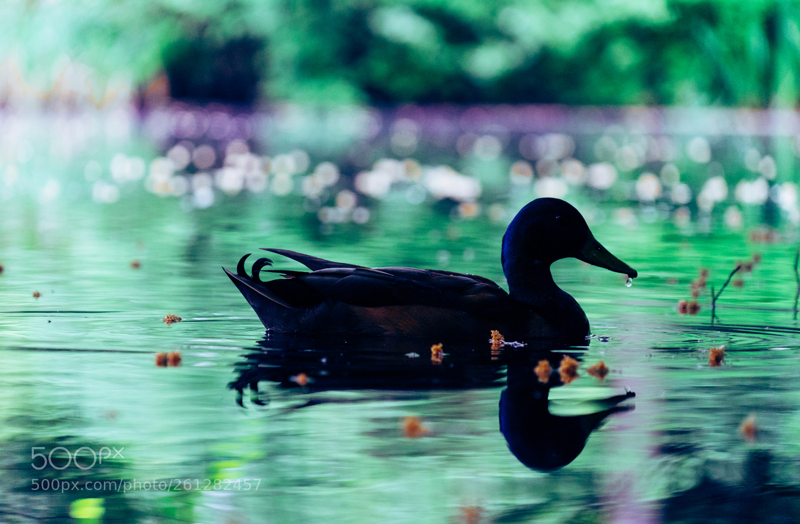 Sony a7 II sample photo. The reflecting duck photography