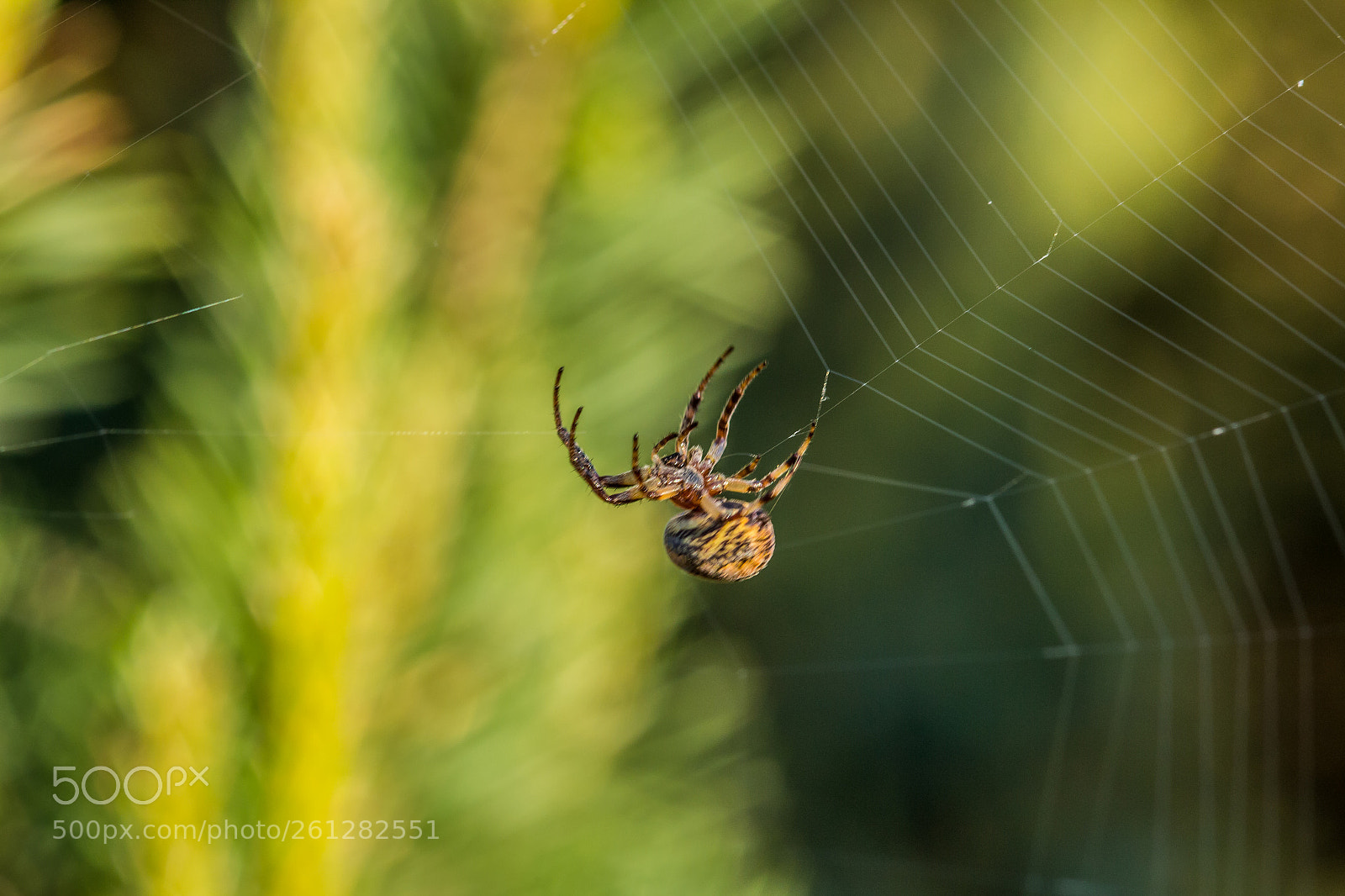 Canon EOS 650D (EOS Rebel T4i / EOS Kiss X6i) sample photo. Charlotte's web photography