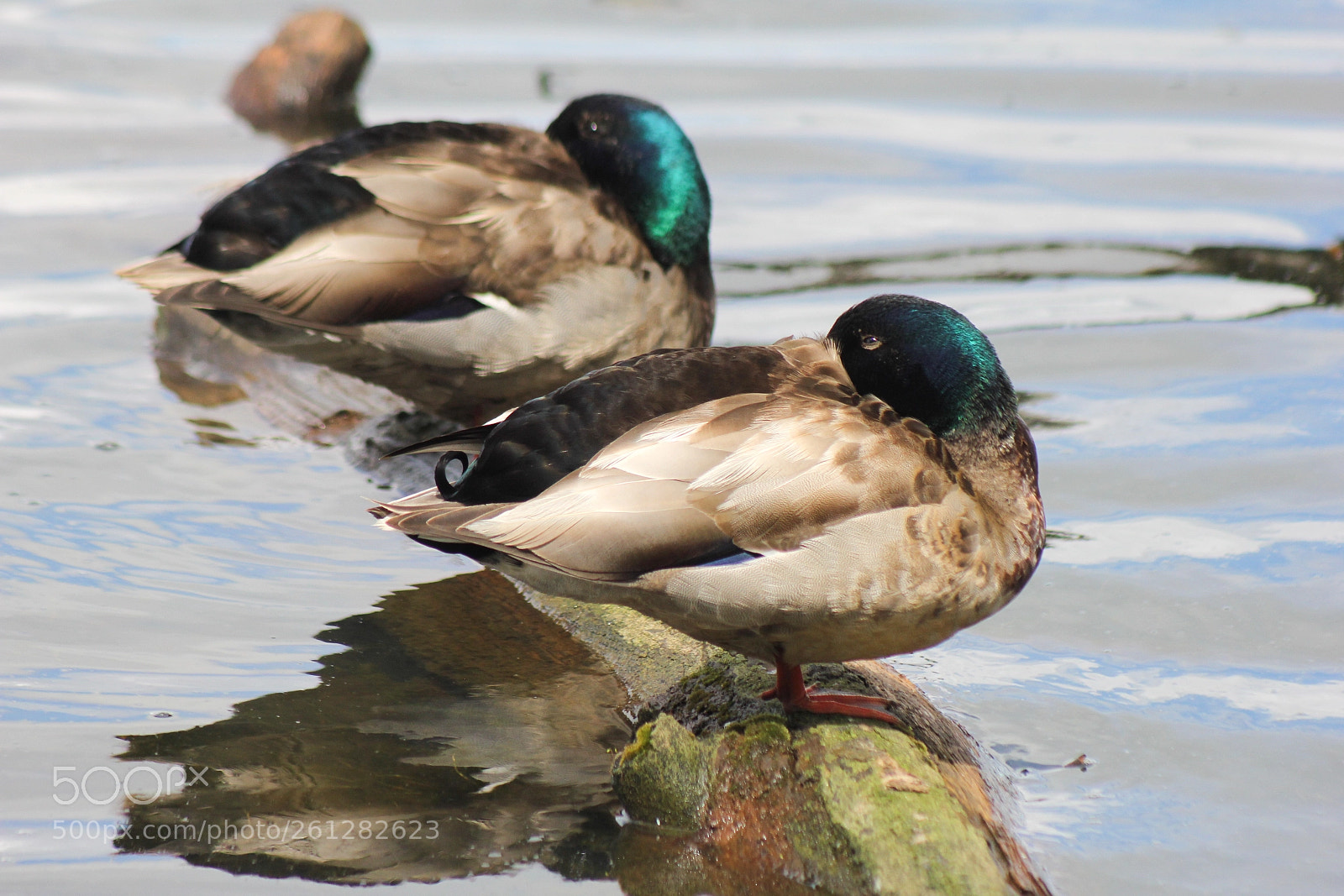 Canon EOS 60D sample photo. Having a rest photography