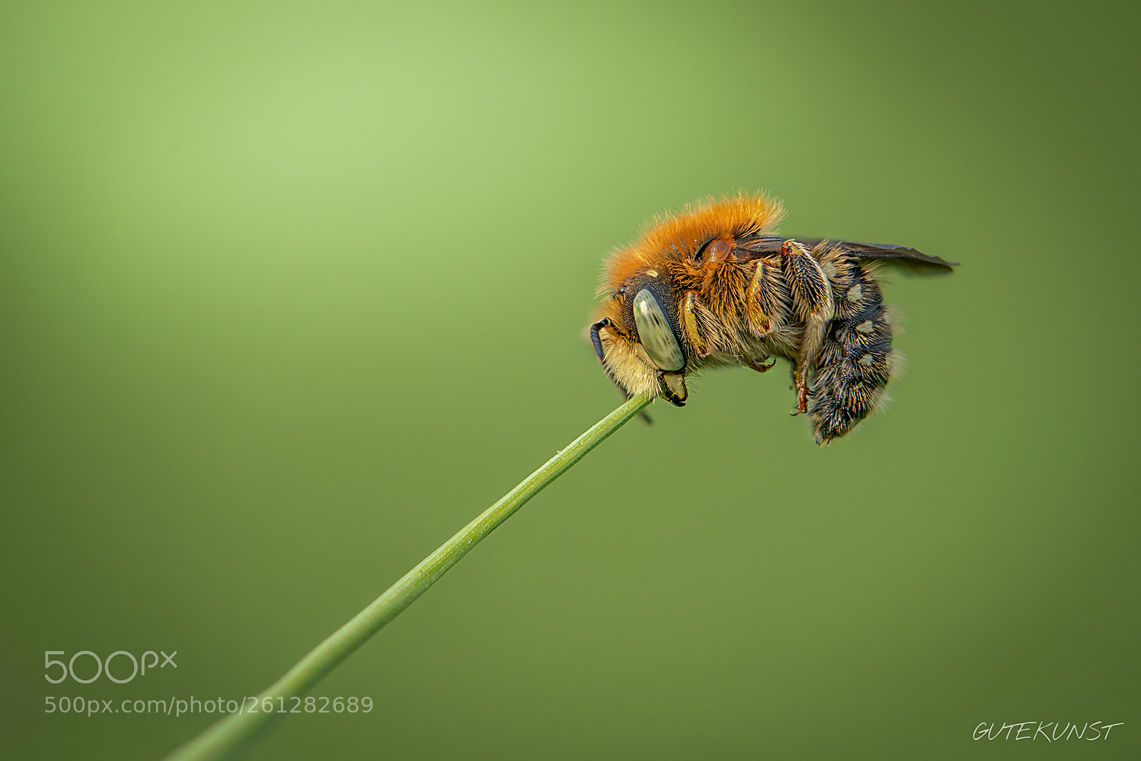 Sony a7R III sample photo. Biting the grass n°1 photography