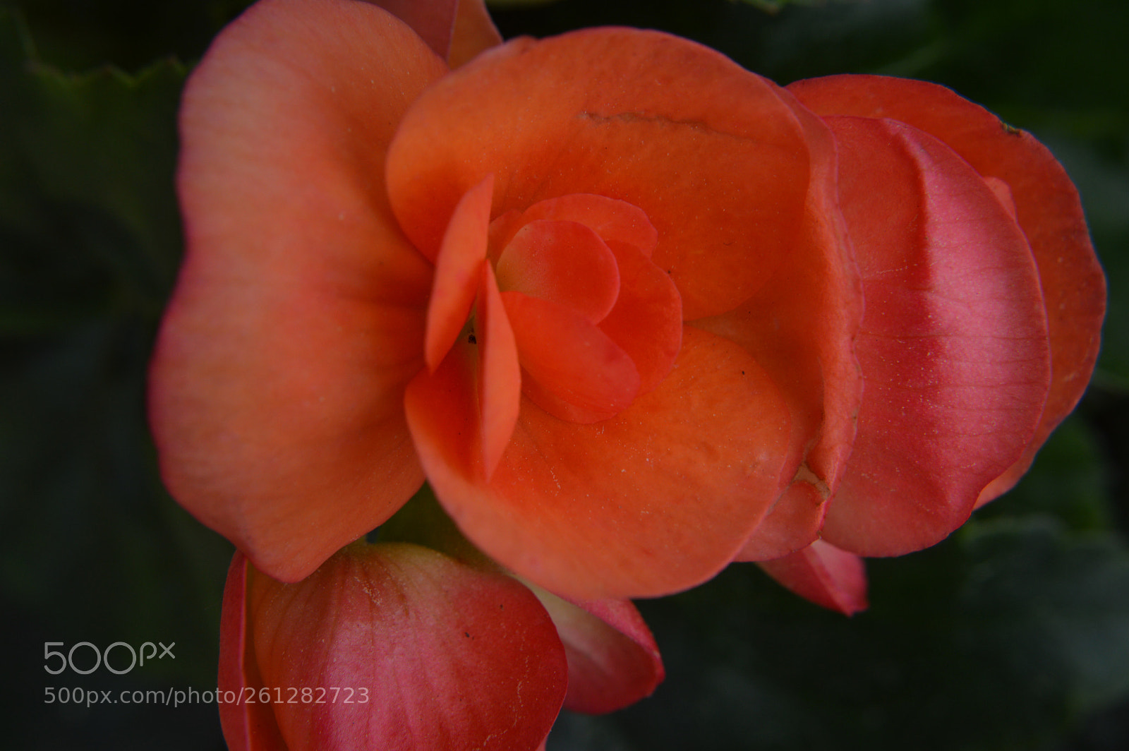Nikon D3200 sample photo. Beauty in the begonia photography