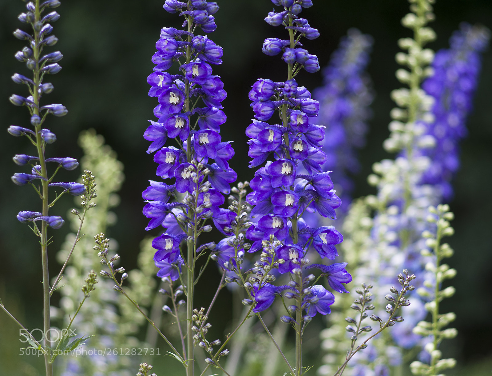 Pentax K-30 sample photo. Flowers photography
