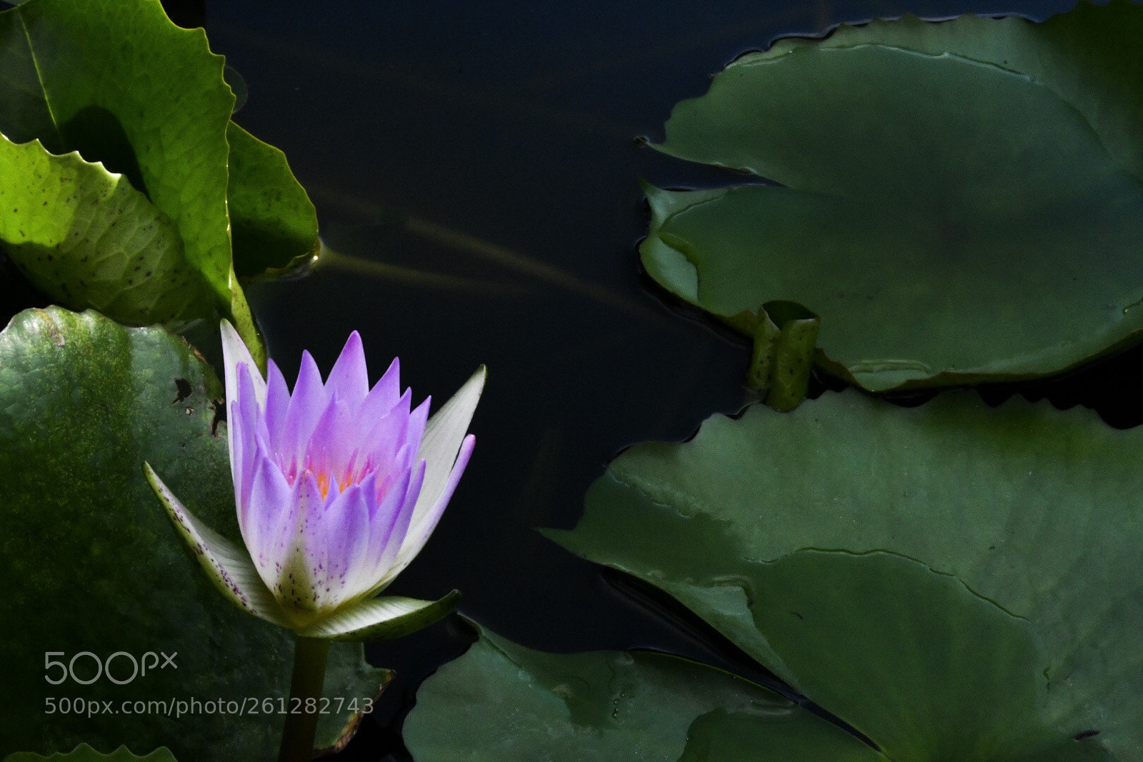 Nikon D500 sample photo. Lilly pad photography