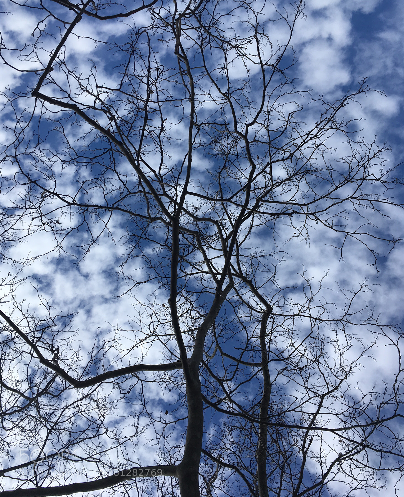 Apple iPhone SE sample photo. Dead or alive photography