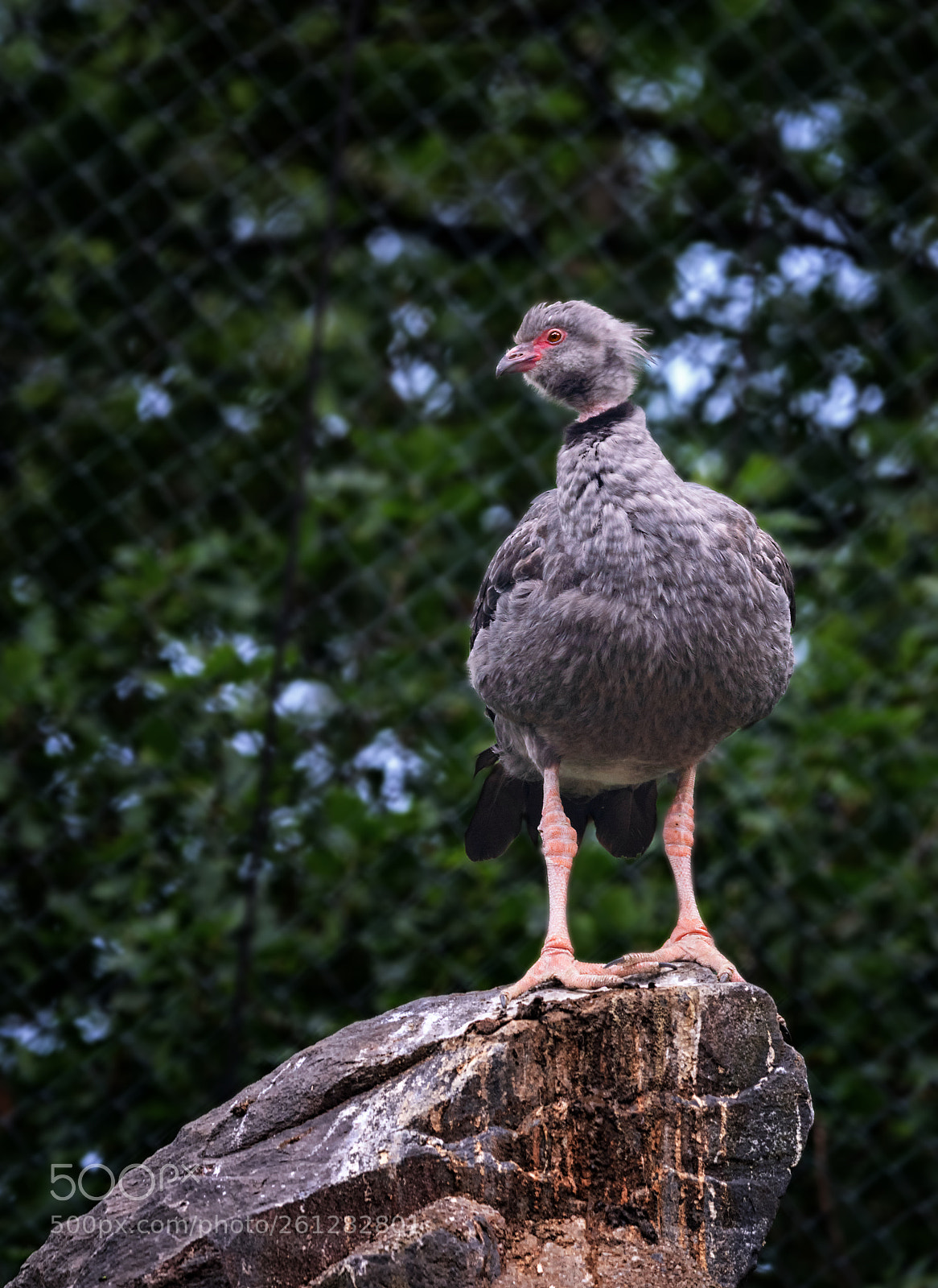 Nikon D5300 sample photo. Southern screamer (chauna torquata) photography