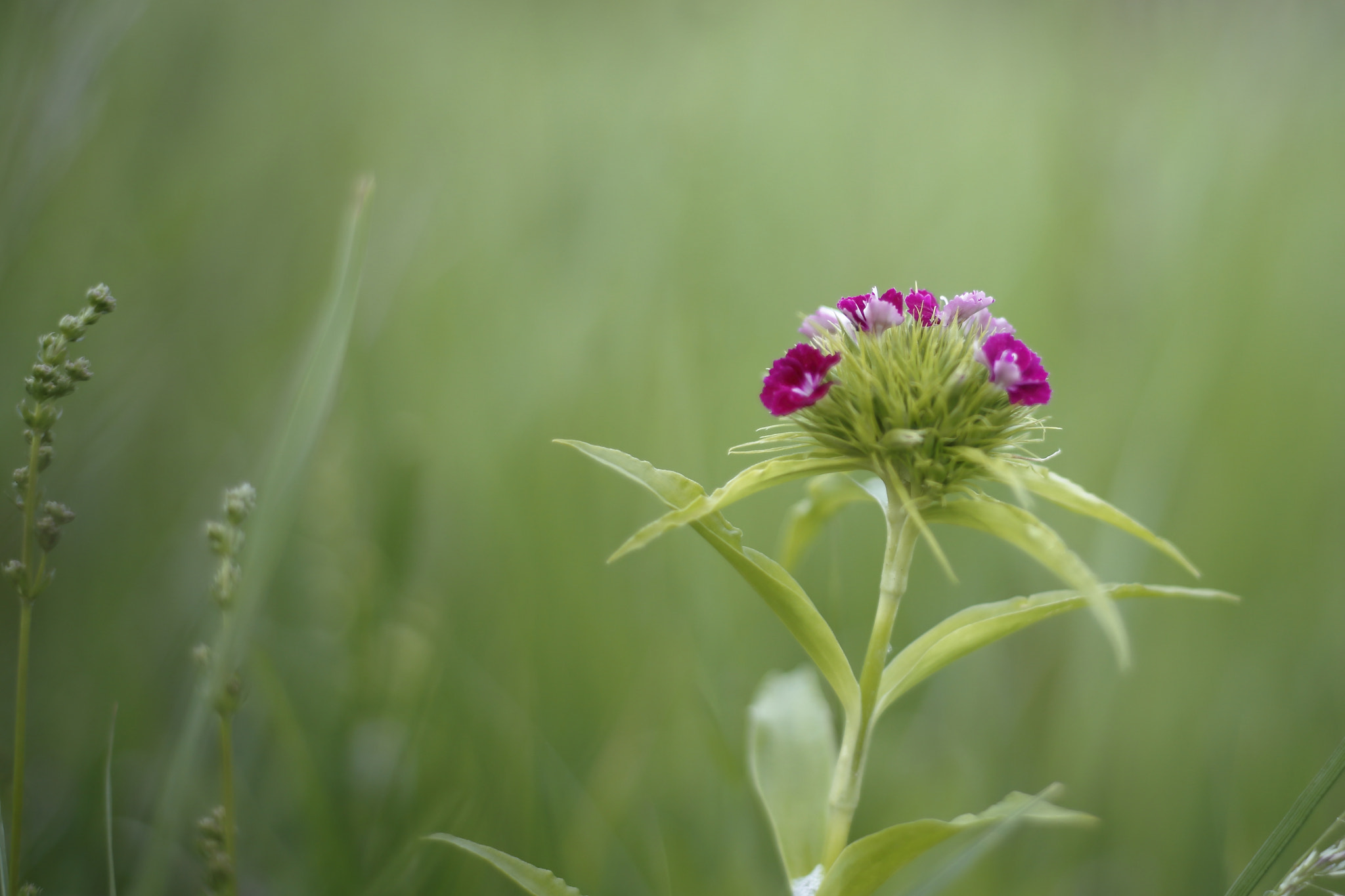 Canon EOS 6D + Canon EF 35-80mm f/4-5.6 sample photo. Mg photography