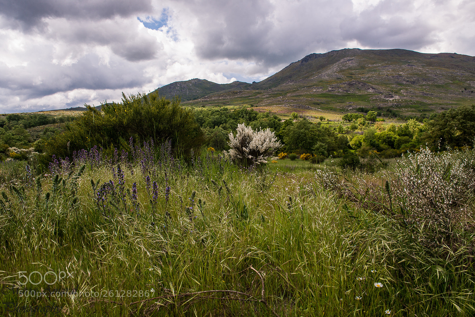 Nikon D610 sample photo. Serra do larouco photography