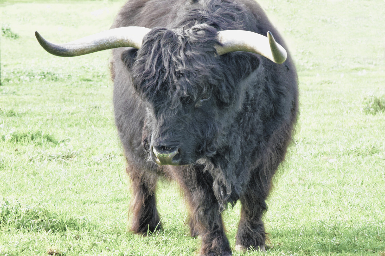 Nikon D5300 sample photo. Black highland cow photography