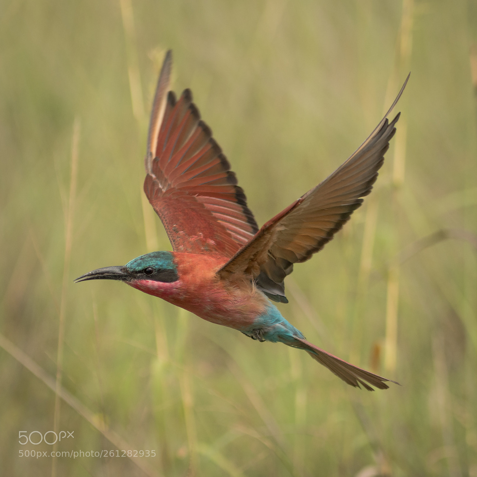 Nikon D500 sample photo. Beeeater.jpg photography