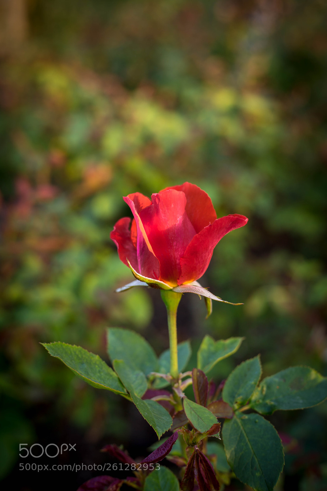 Canon EOS 6D sample photo. Romantic photography