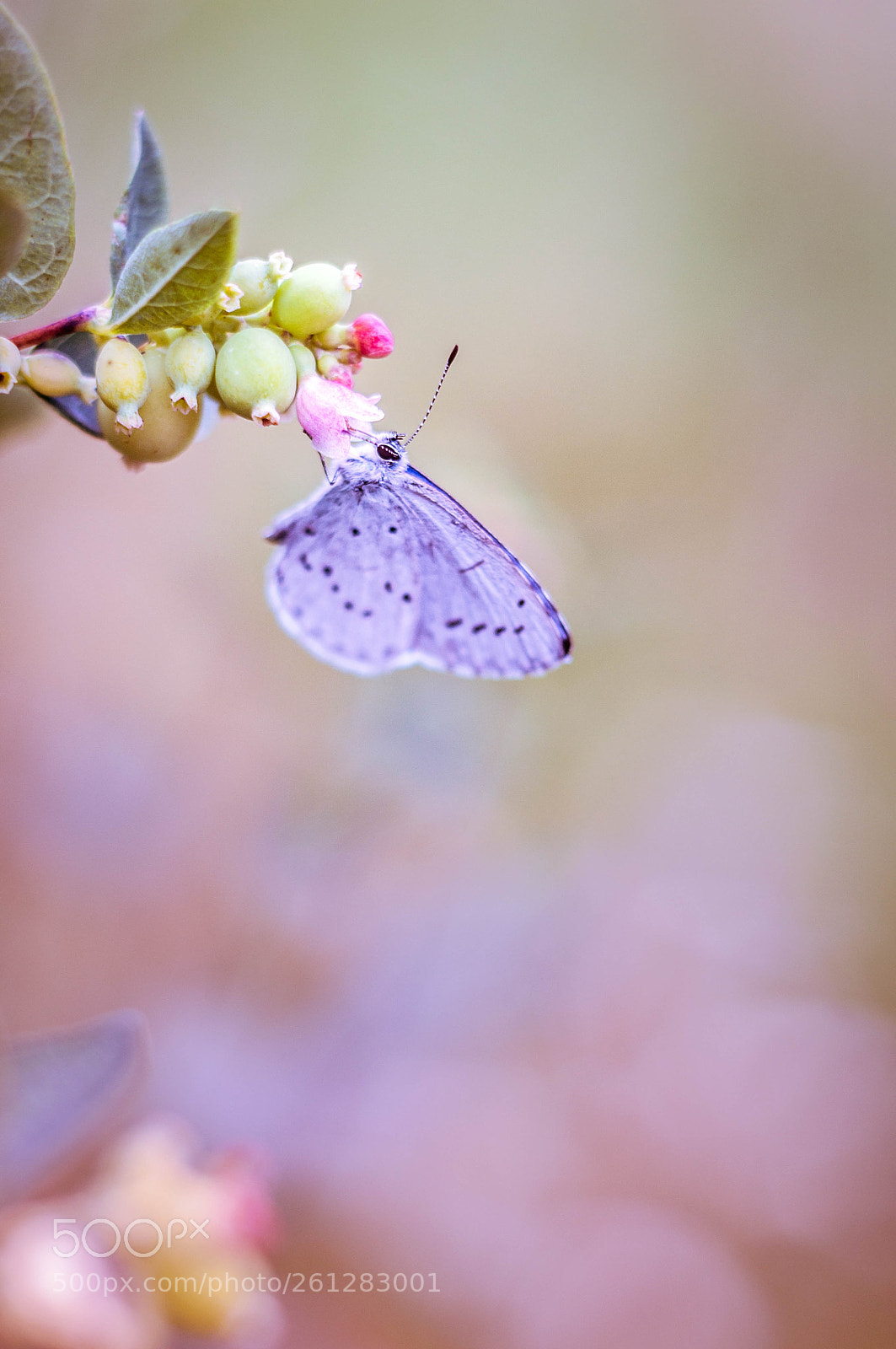 Nikon D90 sample photo. Butterfly photography