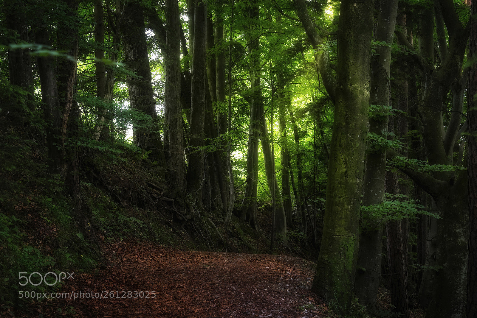 Nikon D810 sample photo. A forest path photography
