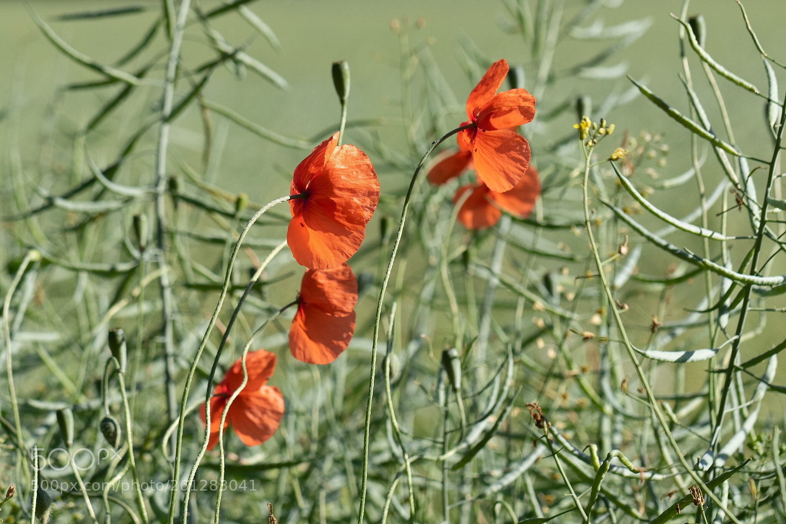 Canon EOS 7D Mark II sample photo. Poppies photography