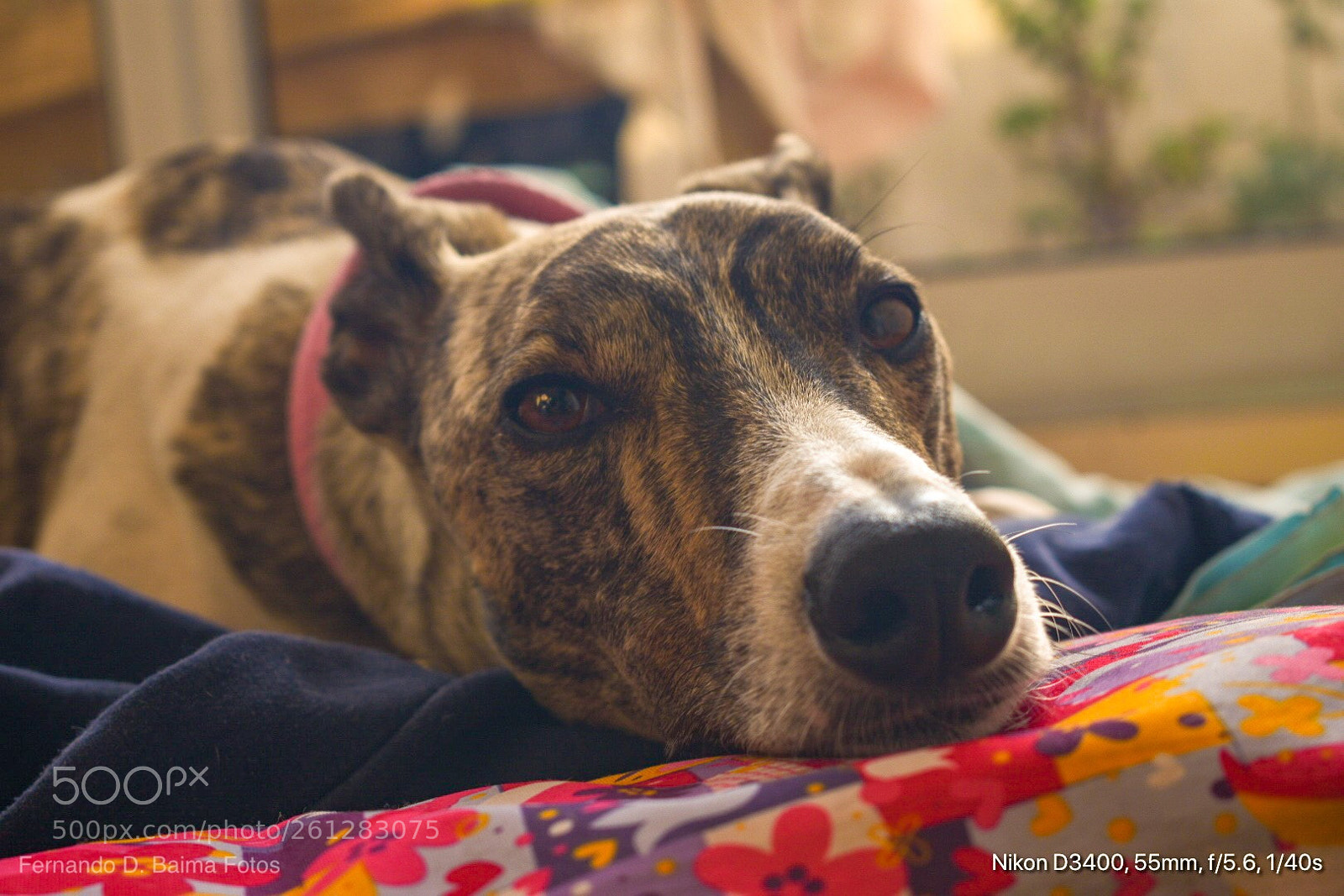Nikon D3400 sample photo. Lupita reflexiva  photography