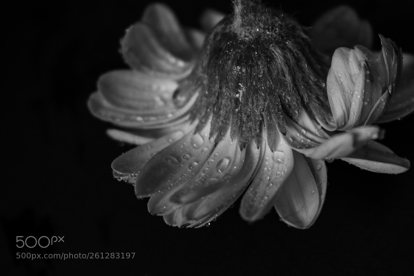 Canon EOS 80D sample photo. B&w flower photography