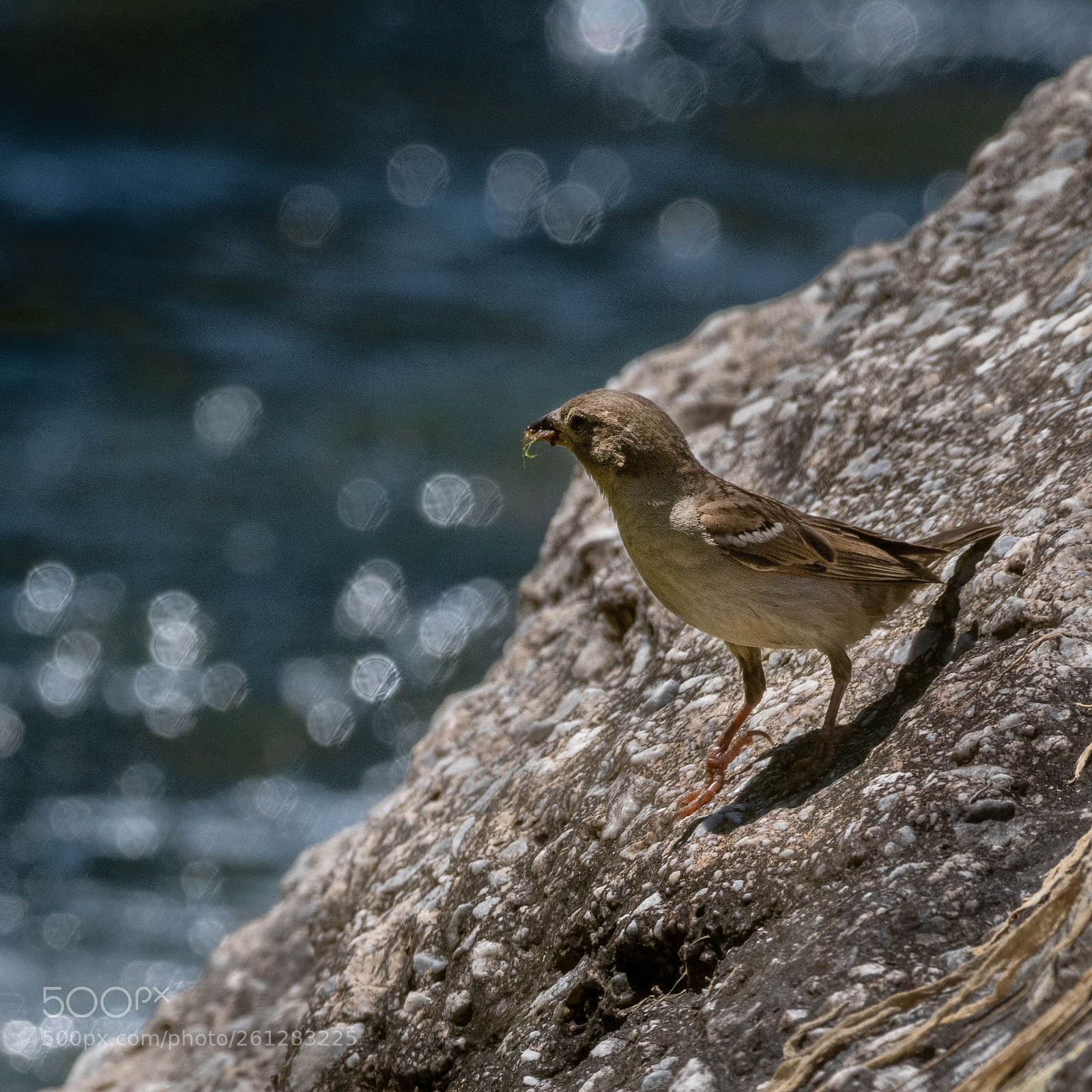 Nikon D500 sample photo. Bokeh photography