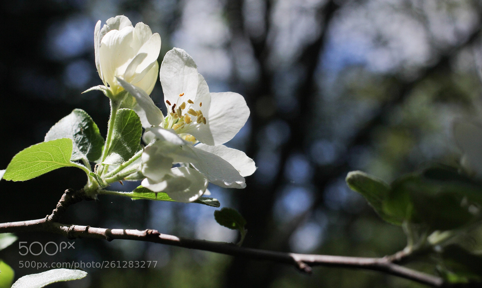 Canon EOS 60D sample photo. Pretty - jolie photography