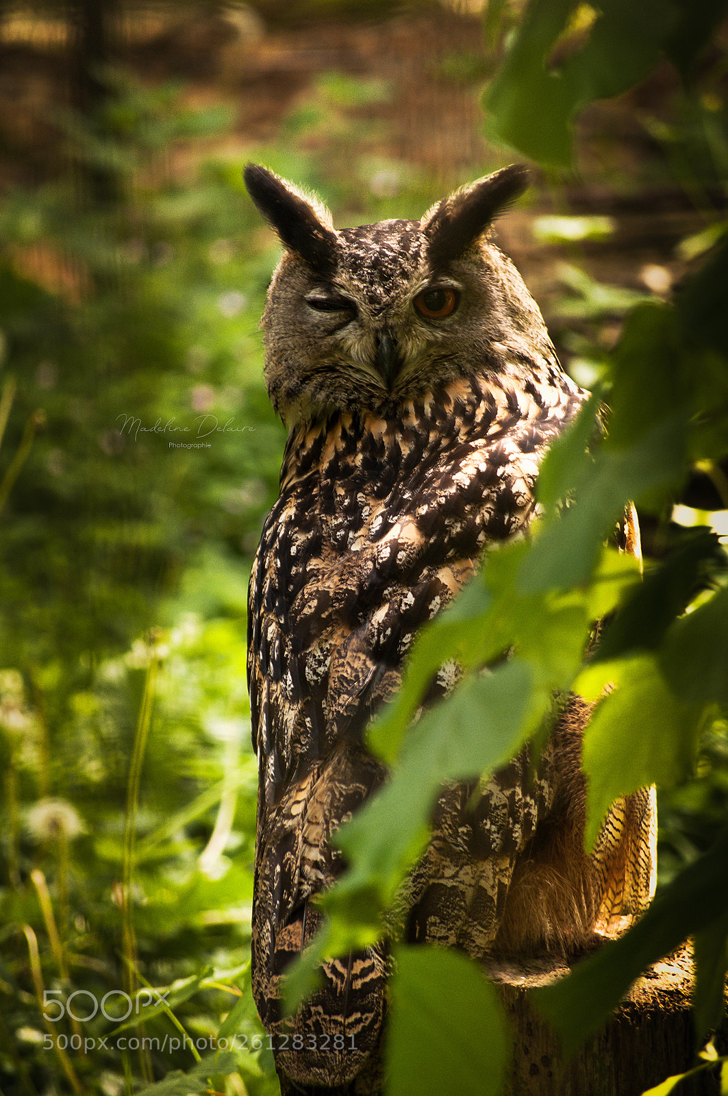 Nikon D300S sample photo. Owl photography