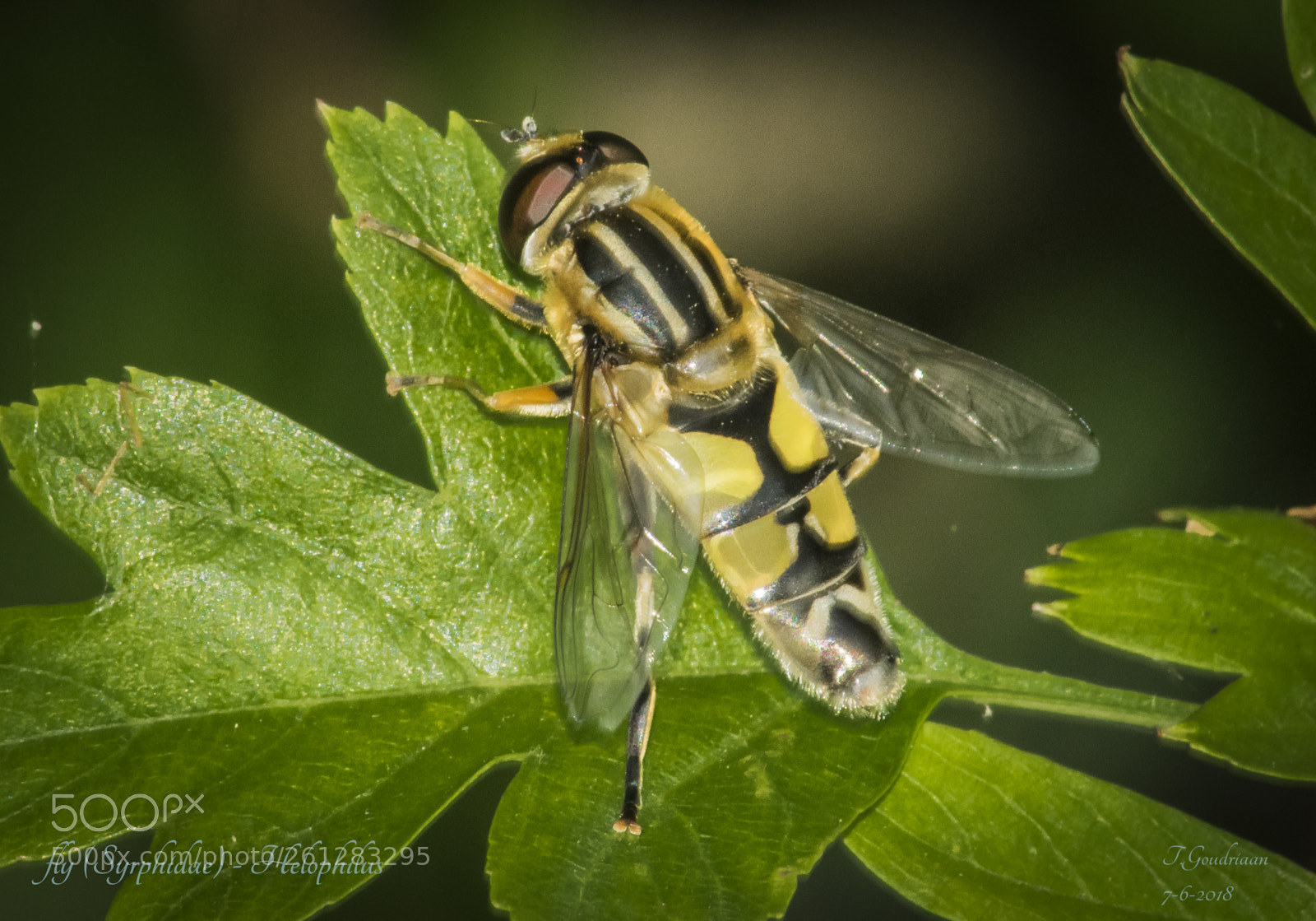 Nikon D5300 sample photo. Fly (syrphidae) - helophilus photography