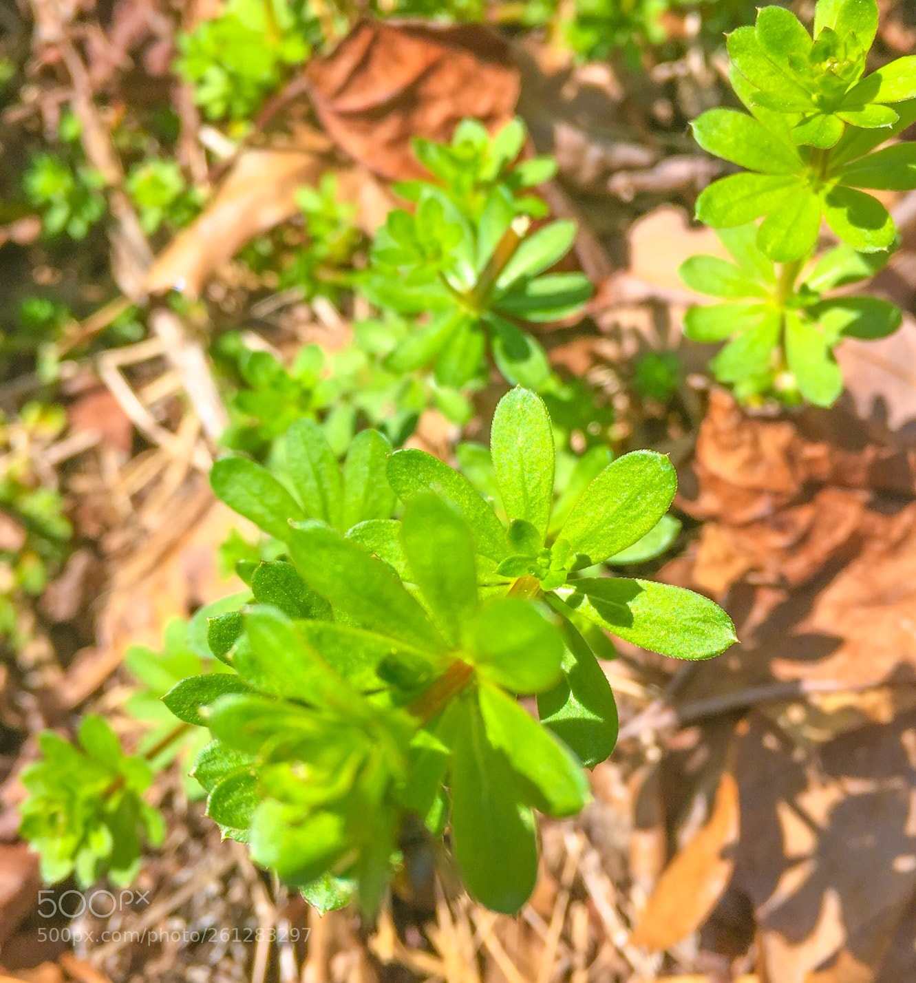 Apple iPhone SE sample photo. Small photography