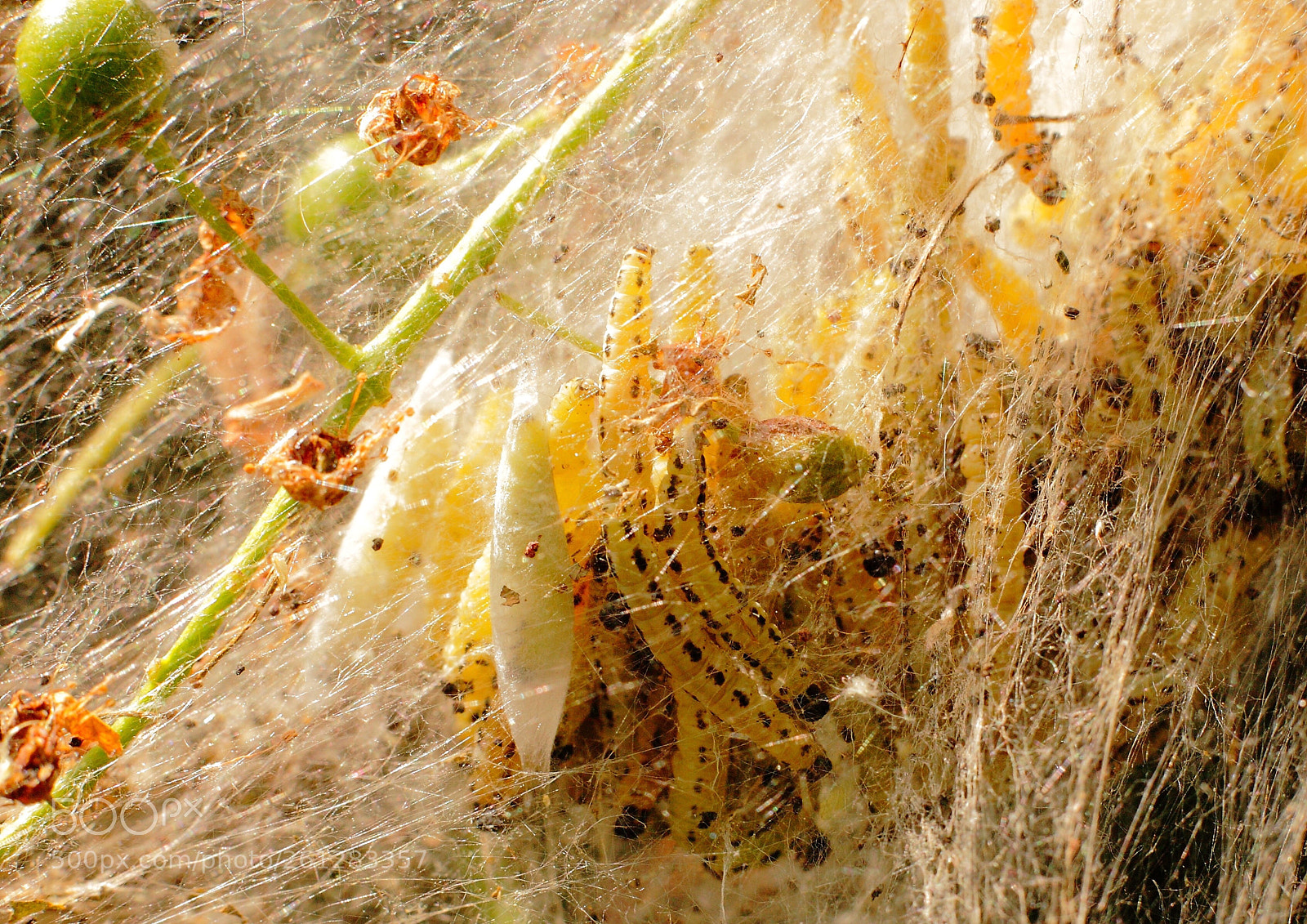 Canon EOS 5D Mark II sample photo. Caterpillars photography