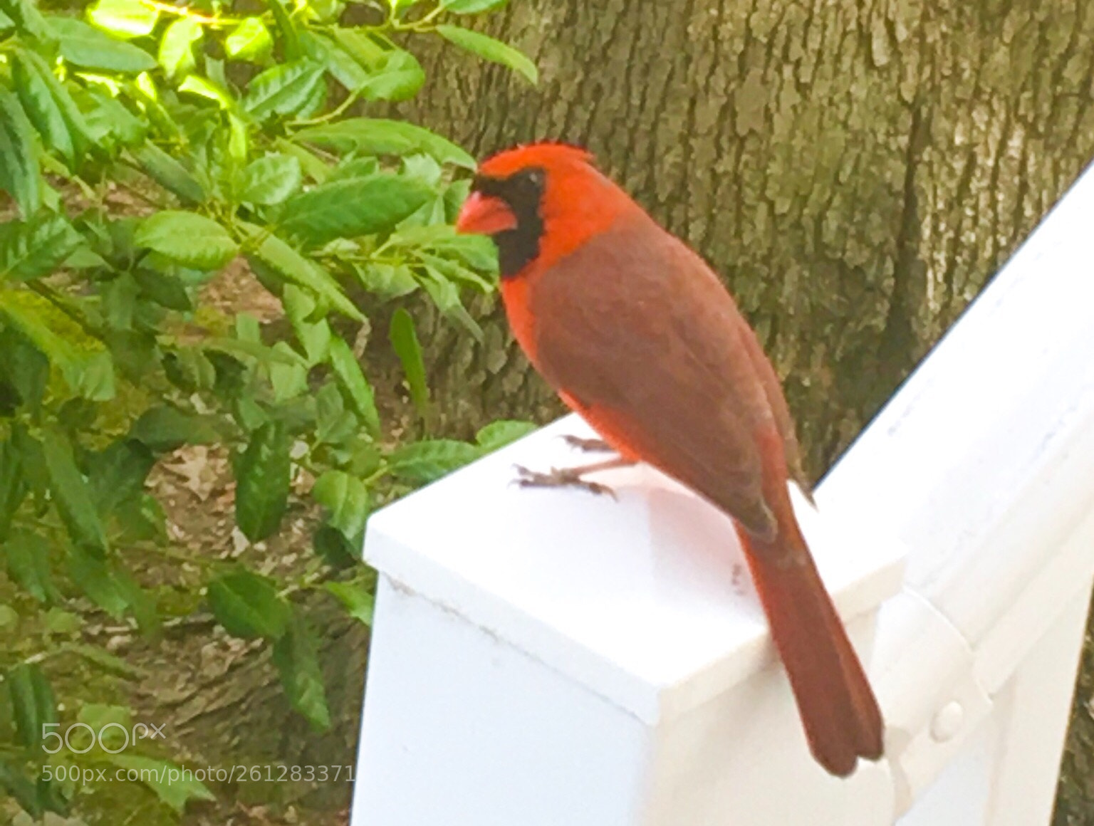 Apple iPhone SE sample photo. Cardinal  photography