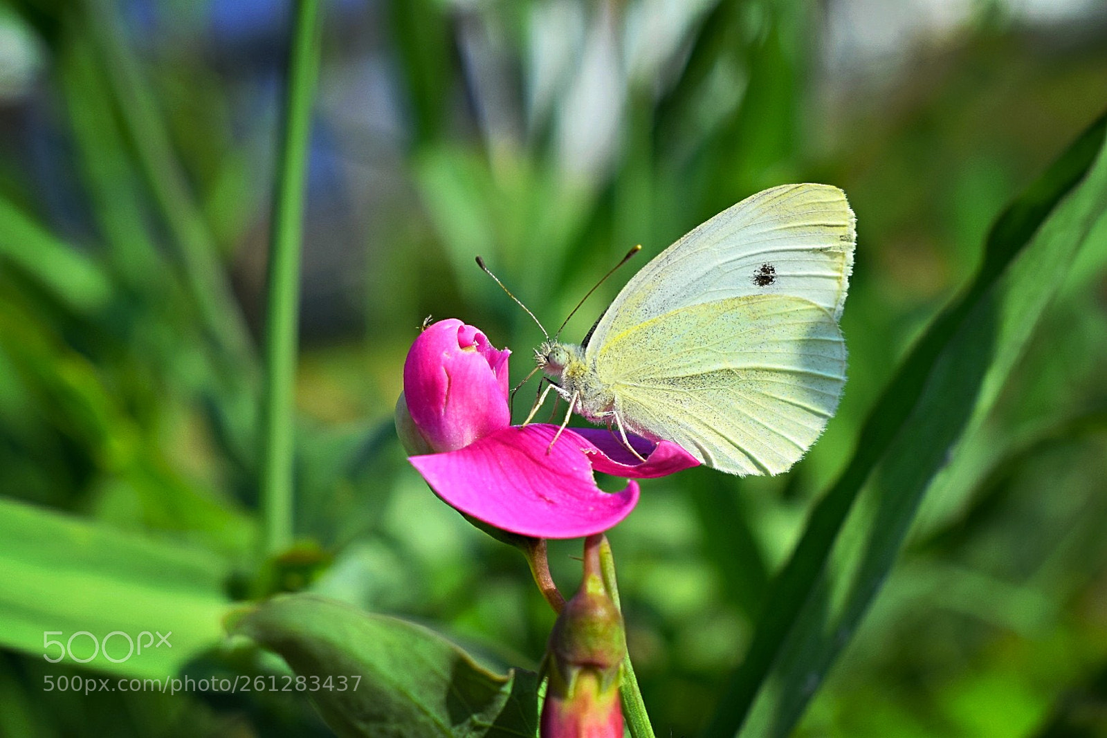 Nikon D5300 sample photo. Auf der wickenblüte! photography