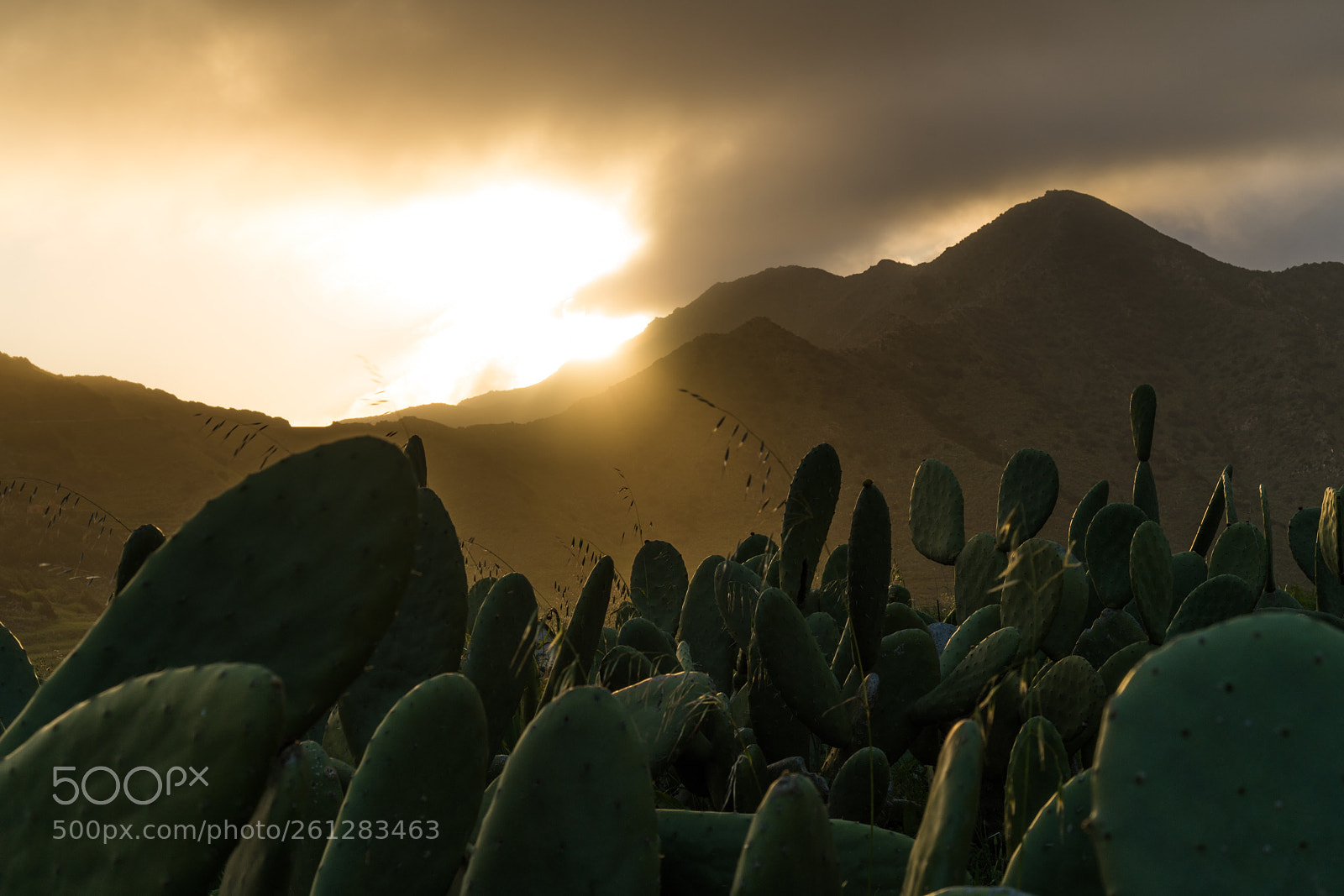 Sony a7R II sample photo. Cactus ?  photography