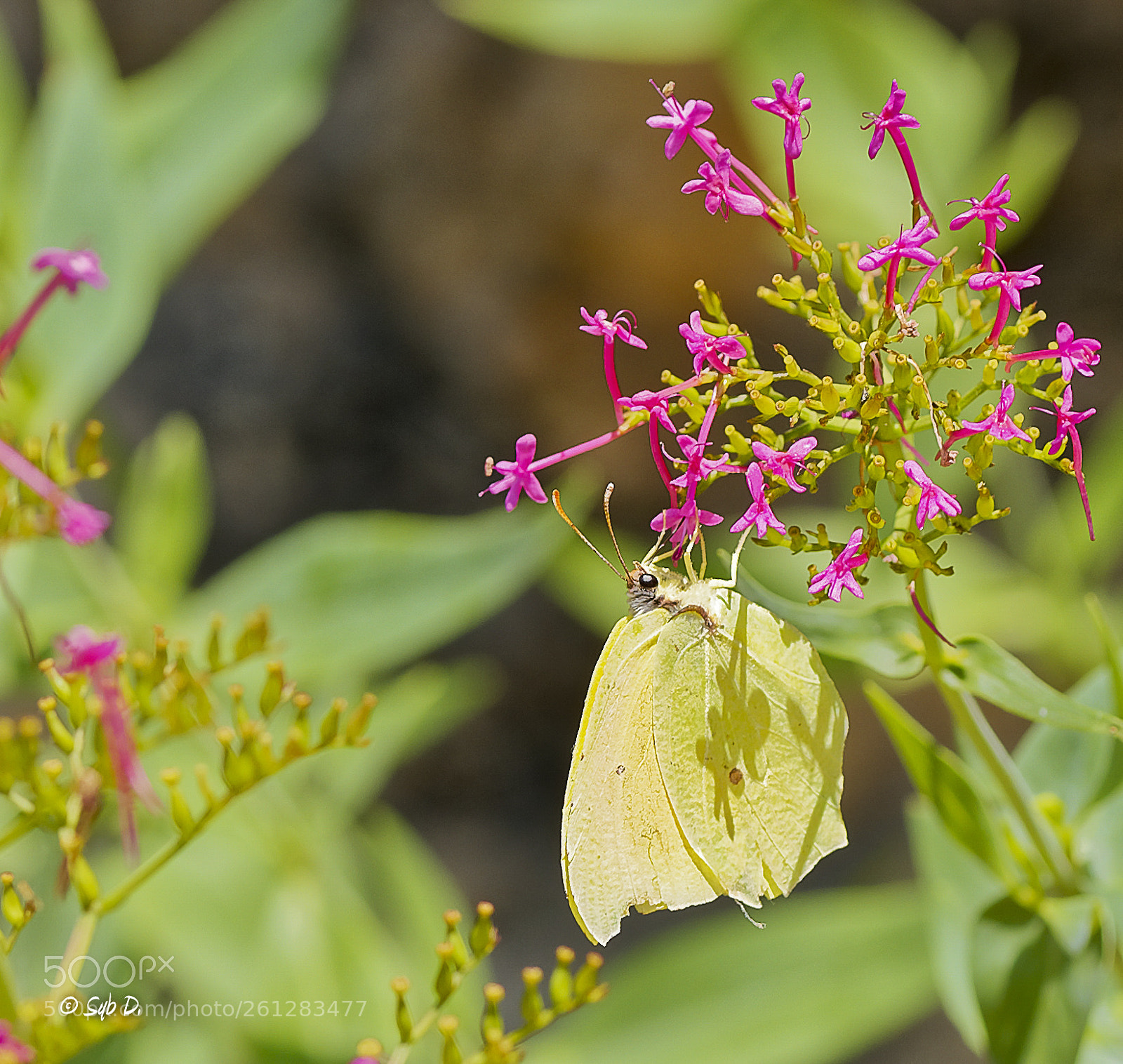 Nikon D750 sample photo. Gonepteryx rhamni le classique photography