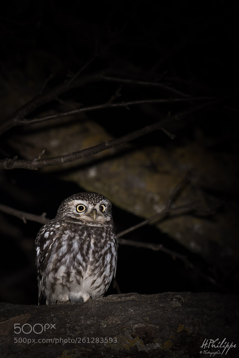 Nikon D750 sample photo. Chev che d'ath na photography
