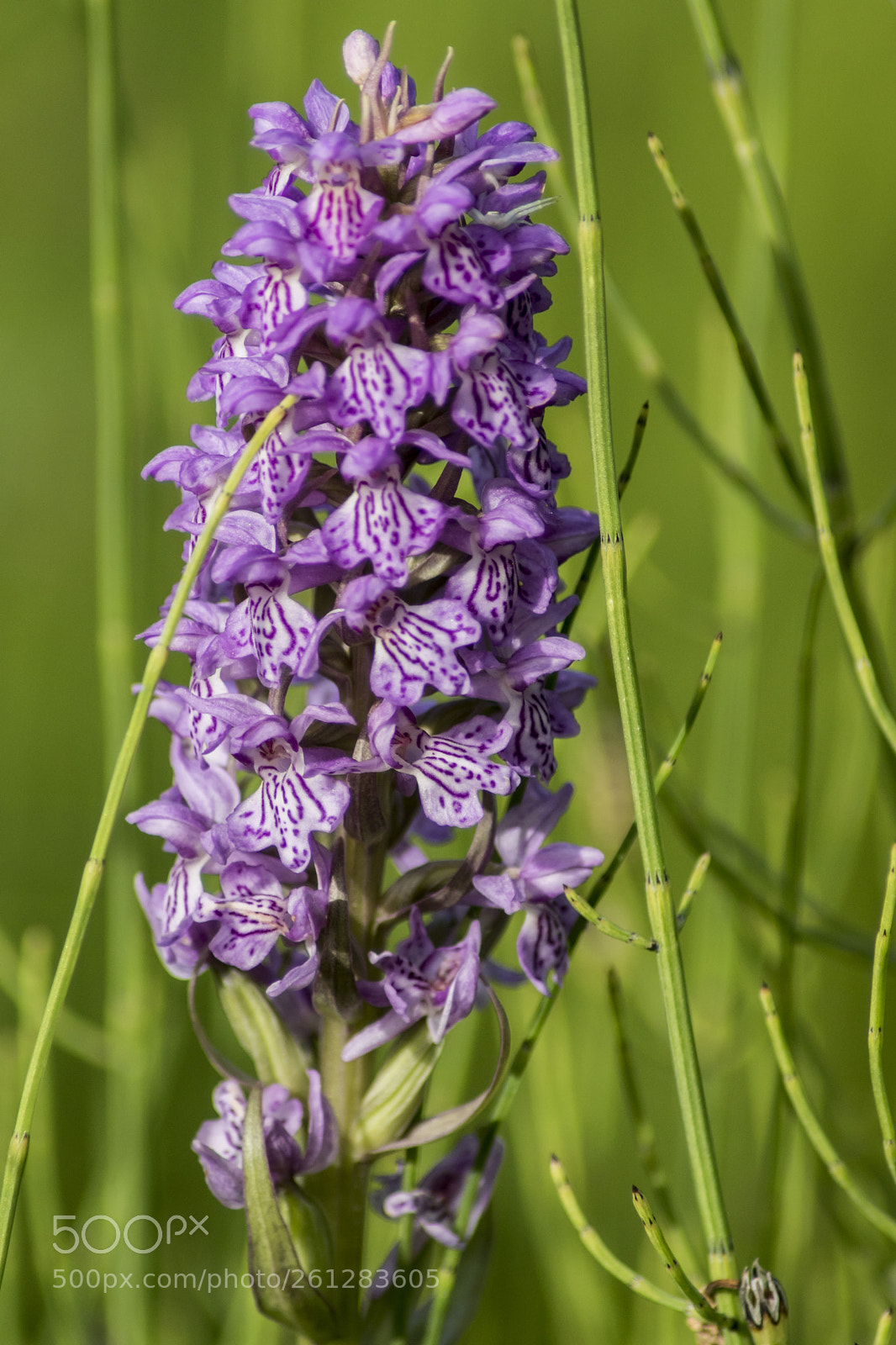Sony ILCA-77M2 sample photo. Orchids photography