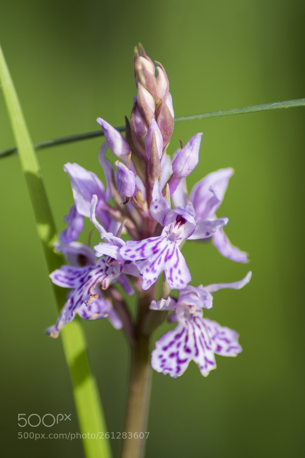 Sony ILCA-77M2 sample photo. Orchids photography
