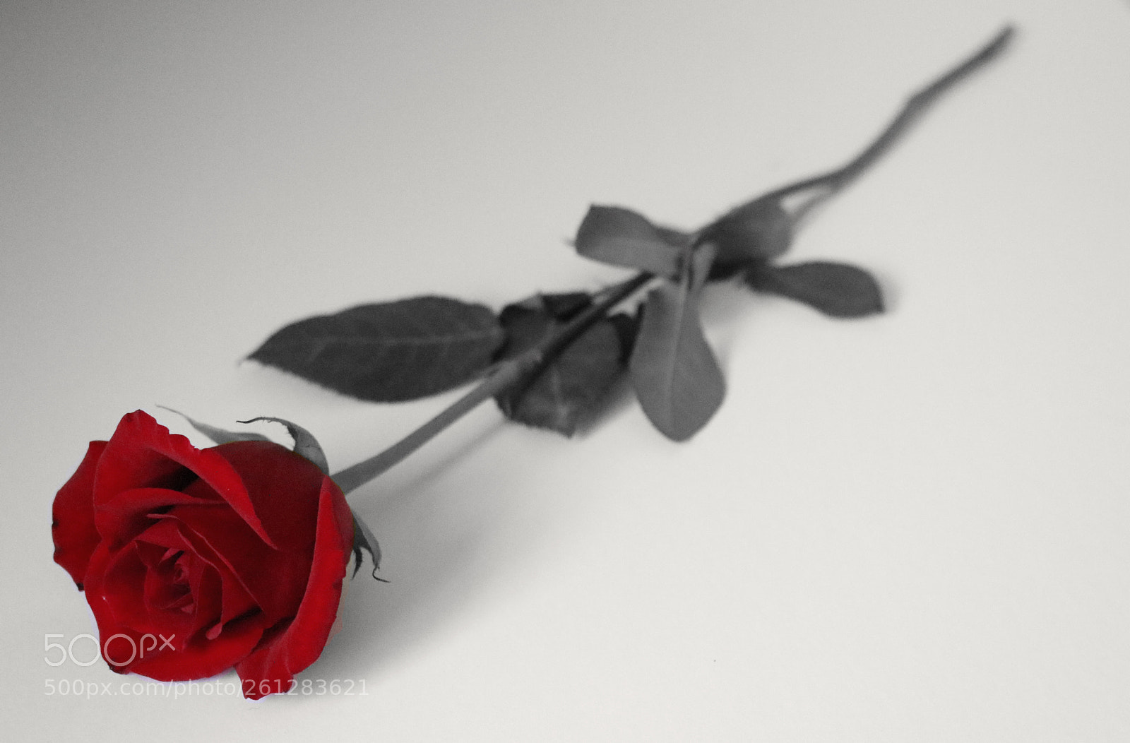 Canon EOS 80D sample photo. Flower photography