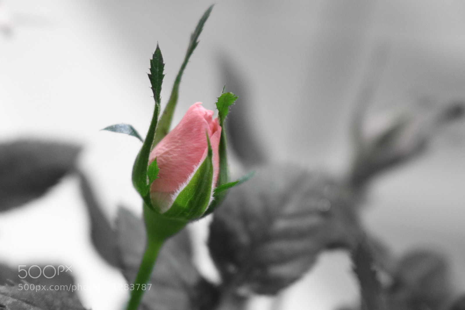 Canon EOS 80D sample photo. Flower photography
