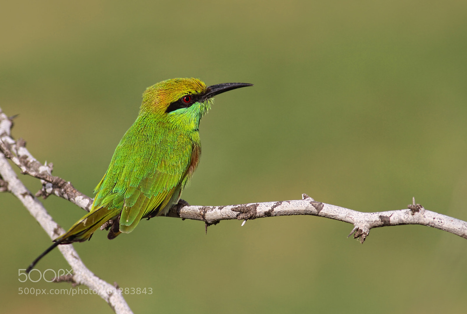 Canon EOS 7D sample photo. Green bee eater... photography