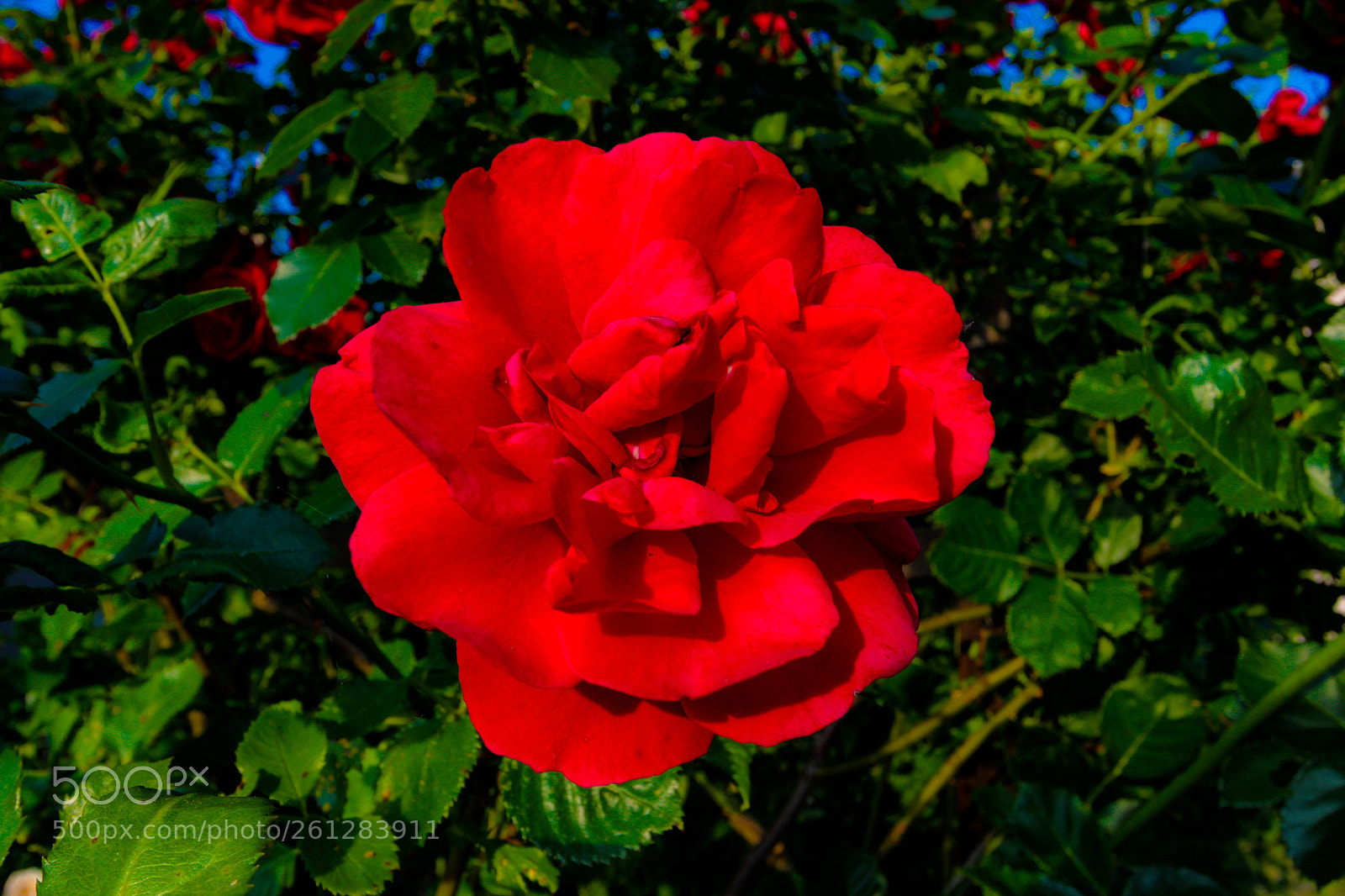 Canon EOS 600D (Rebel EOS T3i / EOS Kiss X5) sample photo. Red rose photography