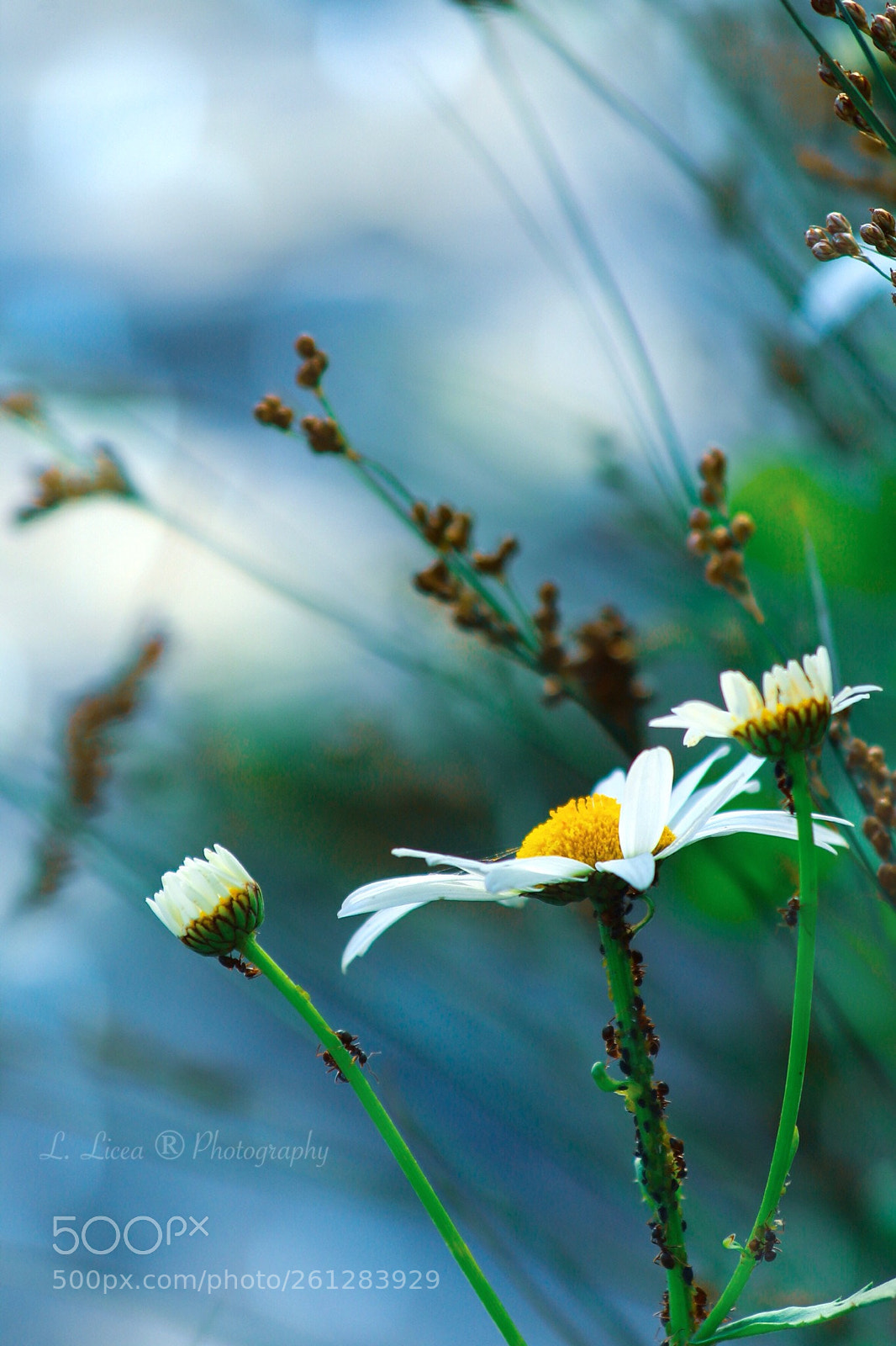 Canon EOS 6D Mark II sample photo. Caress of light 80 photography