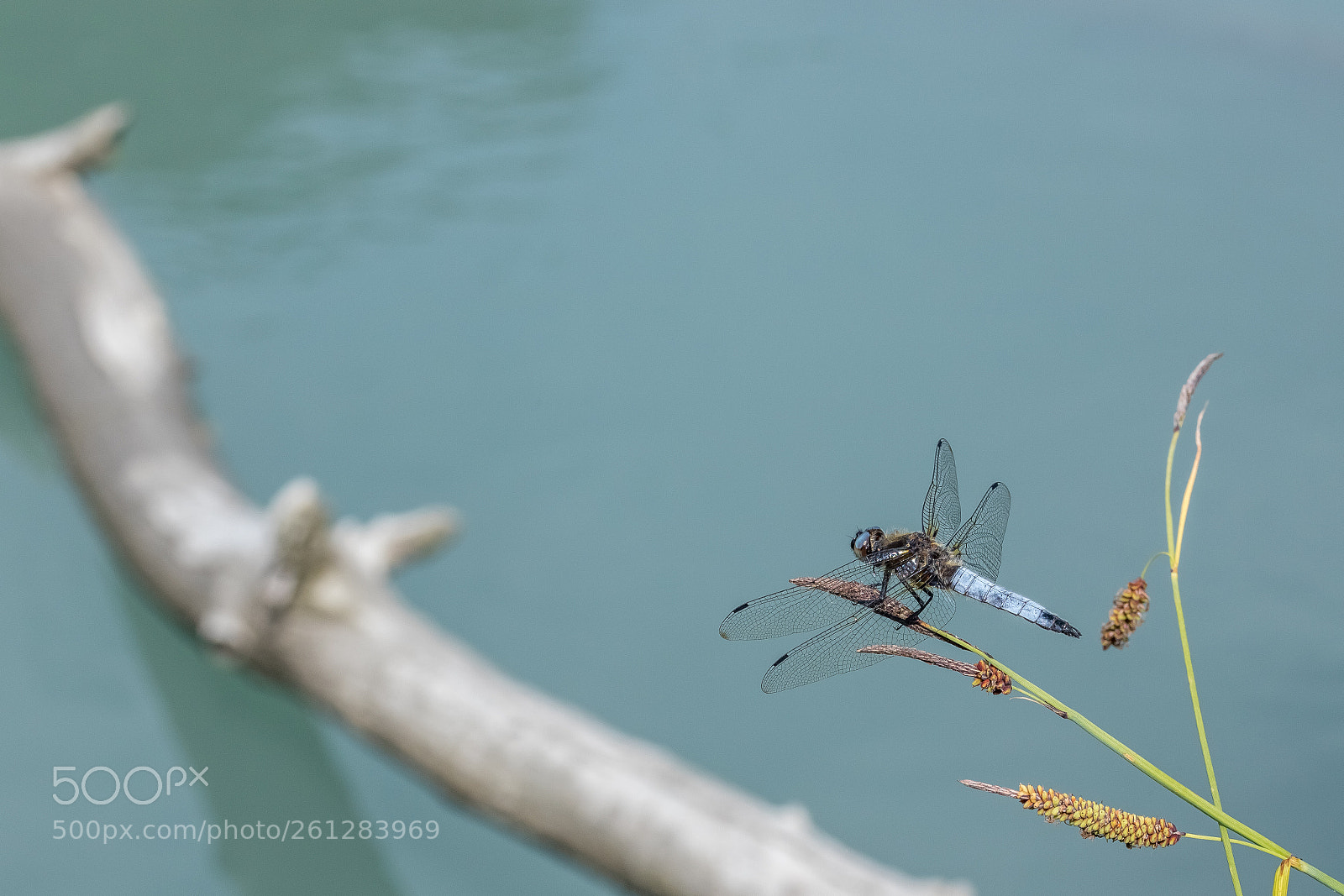 Canon EOS 6D Mark II sample photo. Orthetrum photography