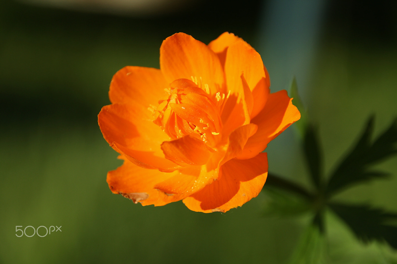 Canon EOS 1000D (EOS Digital Rebel XS / EOS Kiss F) sample photo. Trollius asiaticus photography