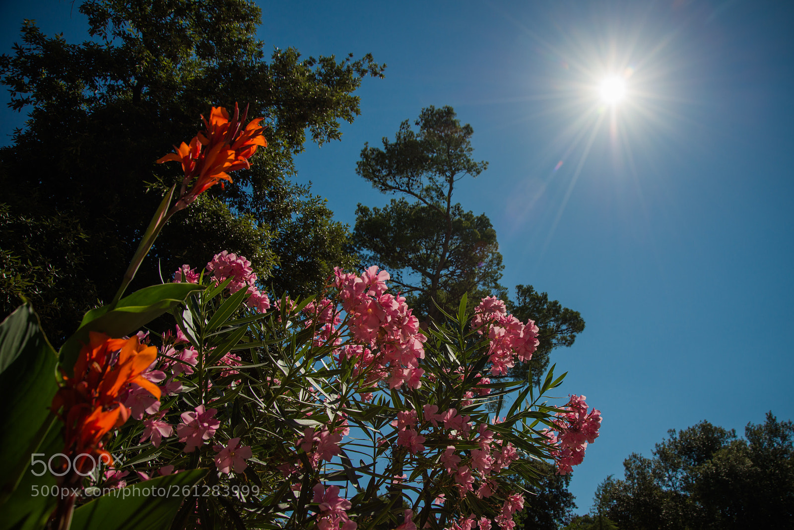 Nikon D800 sample photo. Summer photography