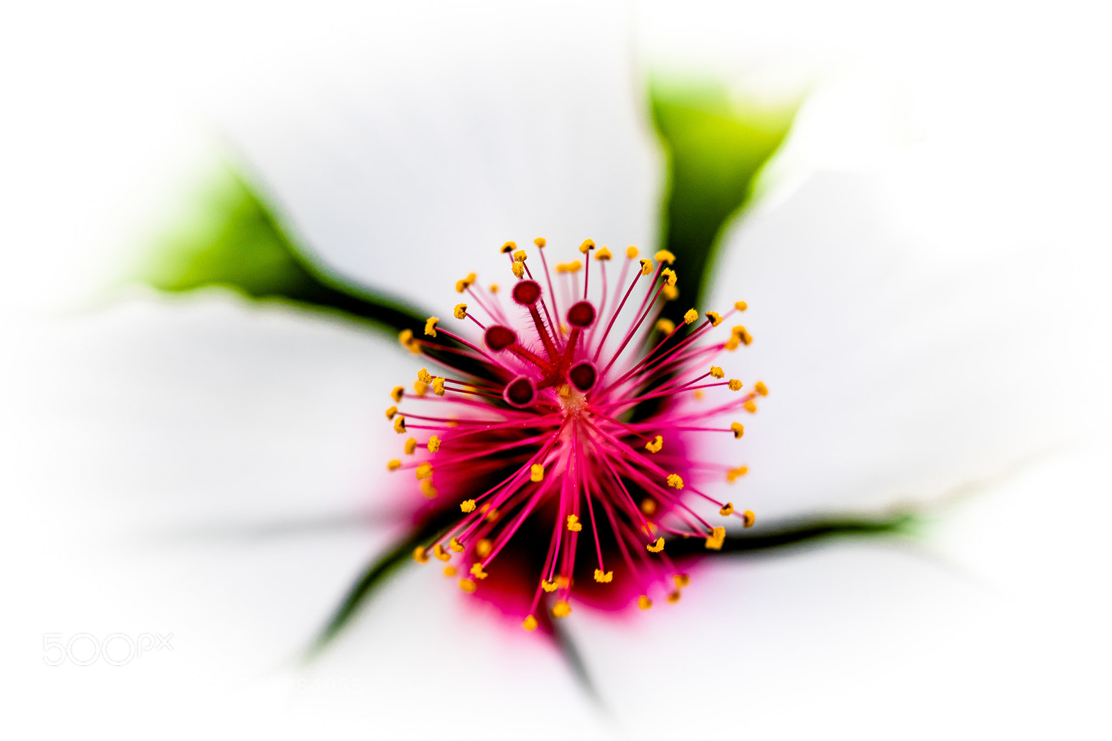 Canon EOS 80D sample photo. Floral composition photography