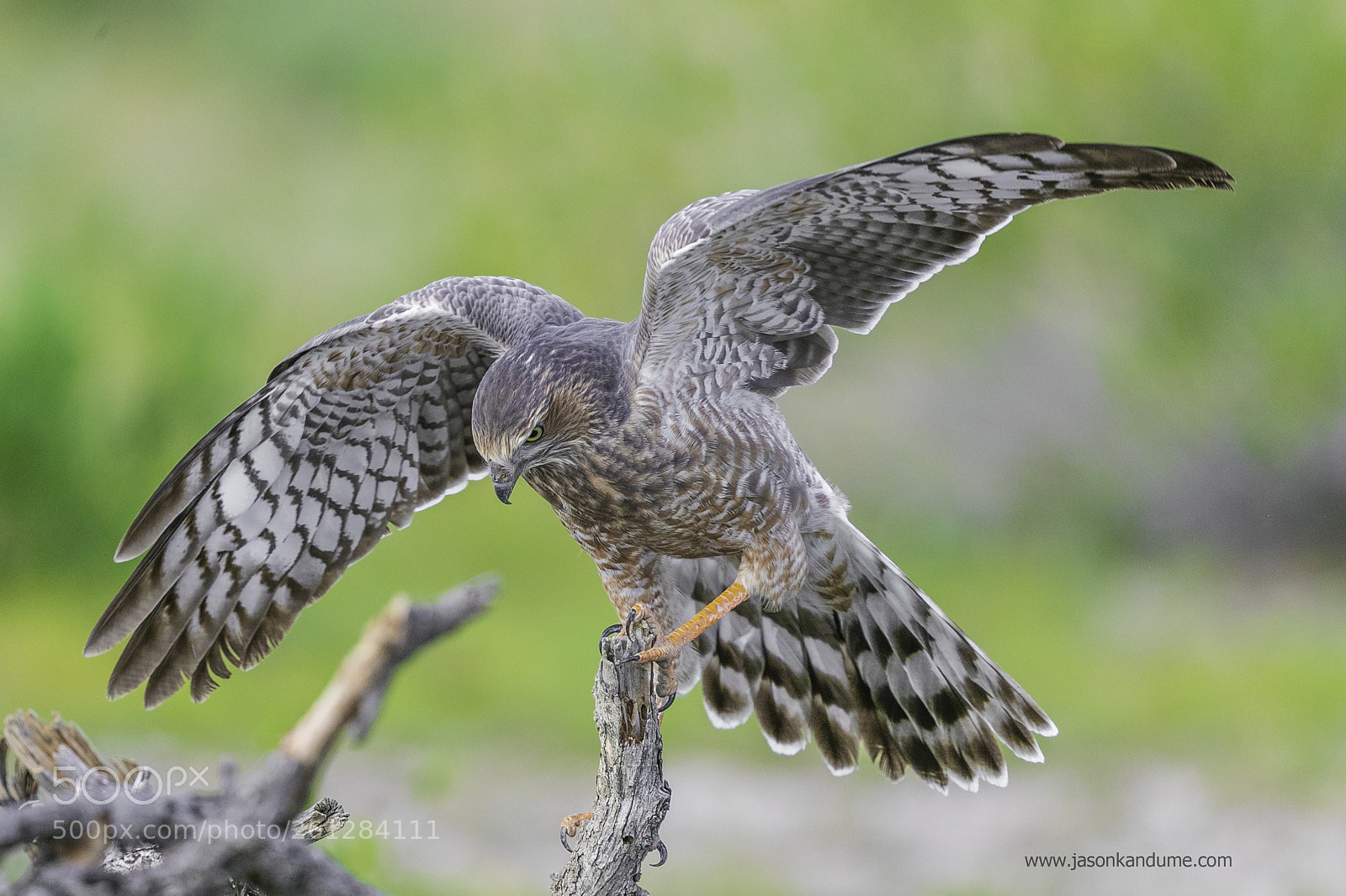 Canon EOS-1D X Mark II sample photo. Juvenile pale chanting goshawk photography