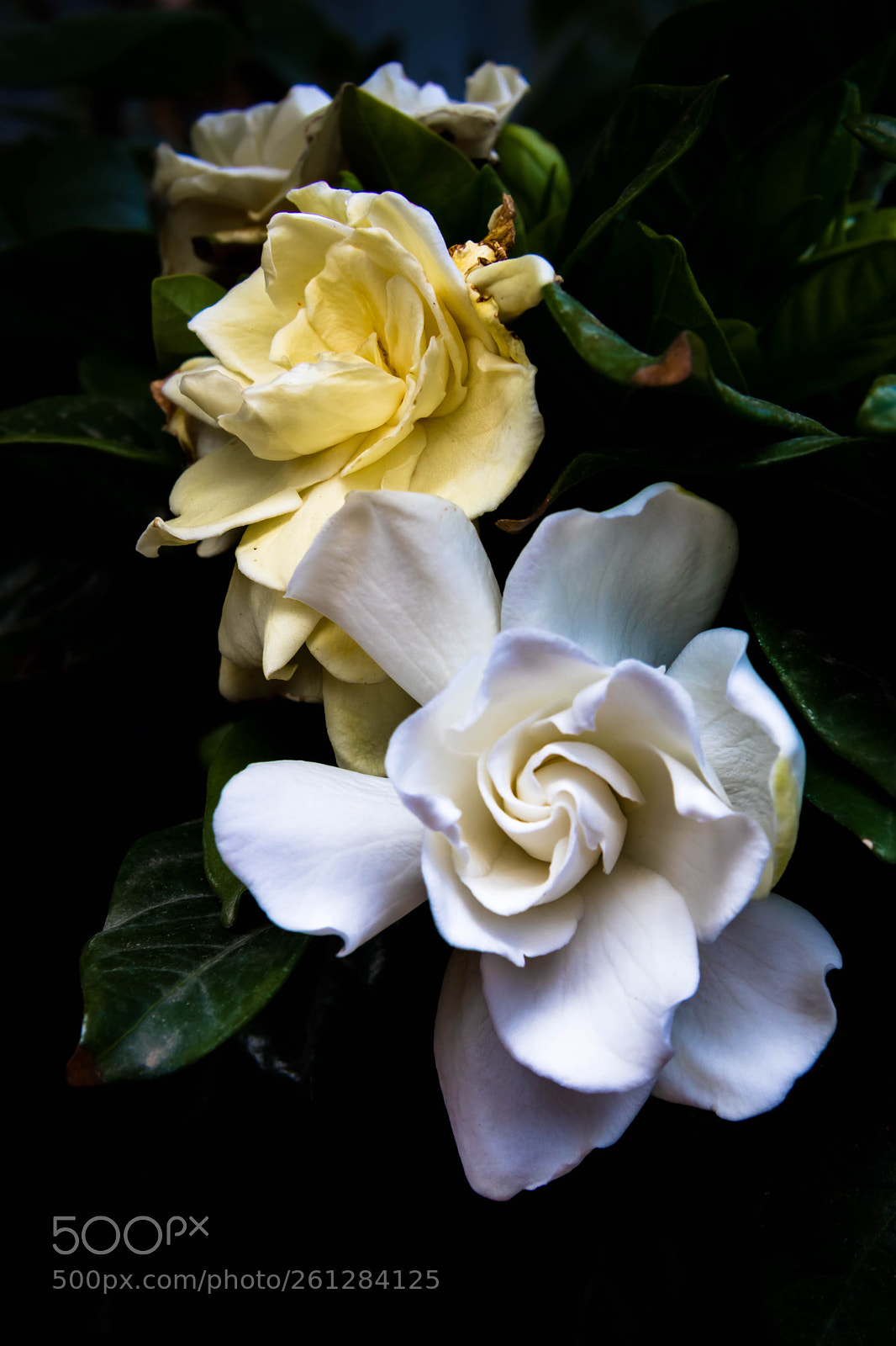 Canon EOS 750D (EOS Rebel T6i / EOS Kiss X8i) sample photo. Backyard blooming photography