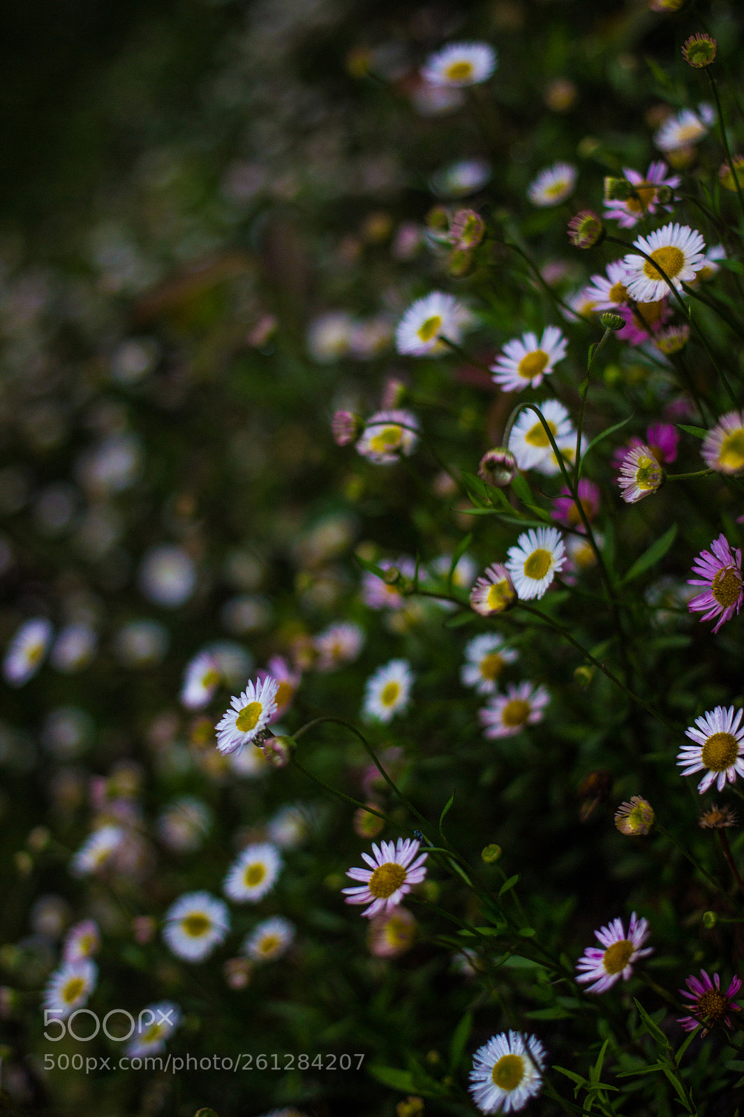 Canon EOS 600D (Rebel EOS T3i / EOS Kiss X5) sample photo. Grasflowers photography