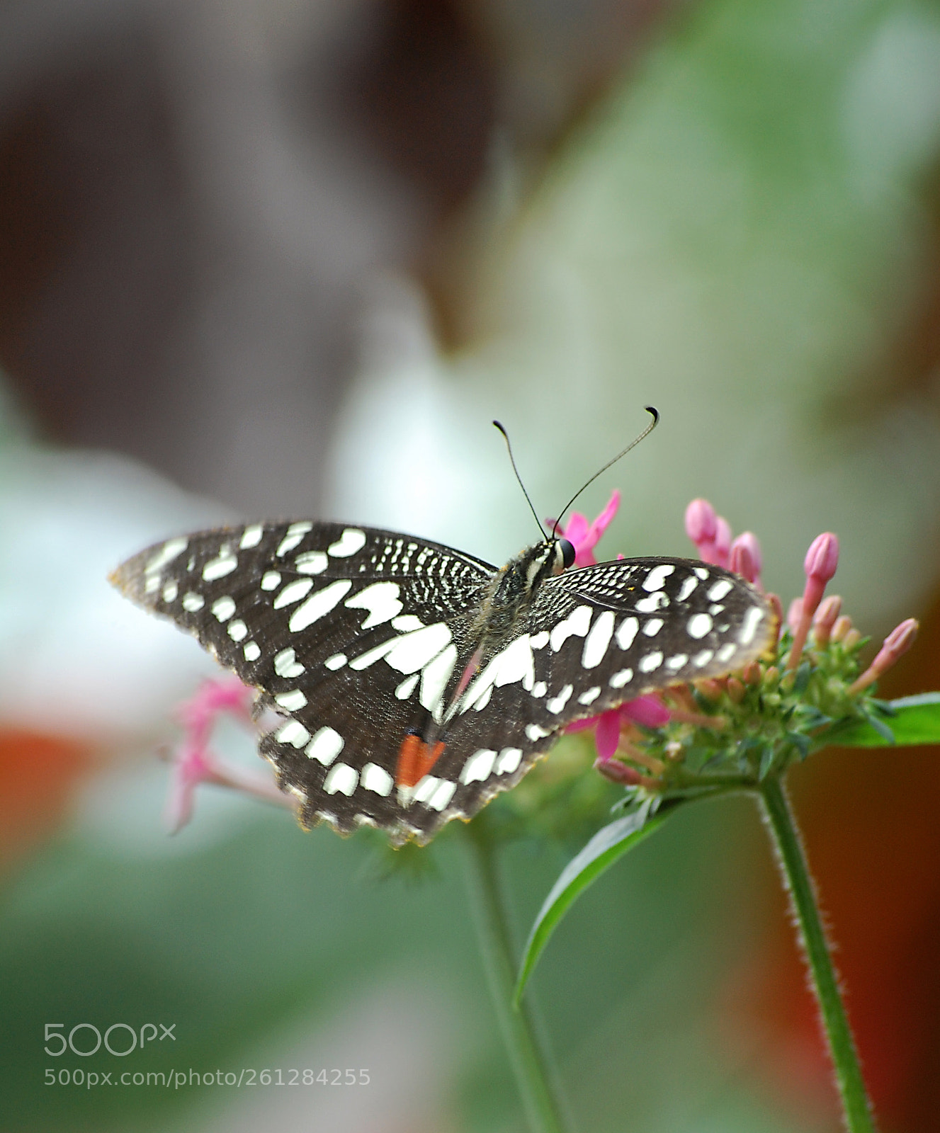 Nikon D40 sample photo. Butterfly photography