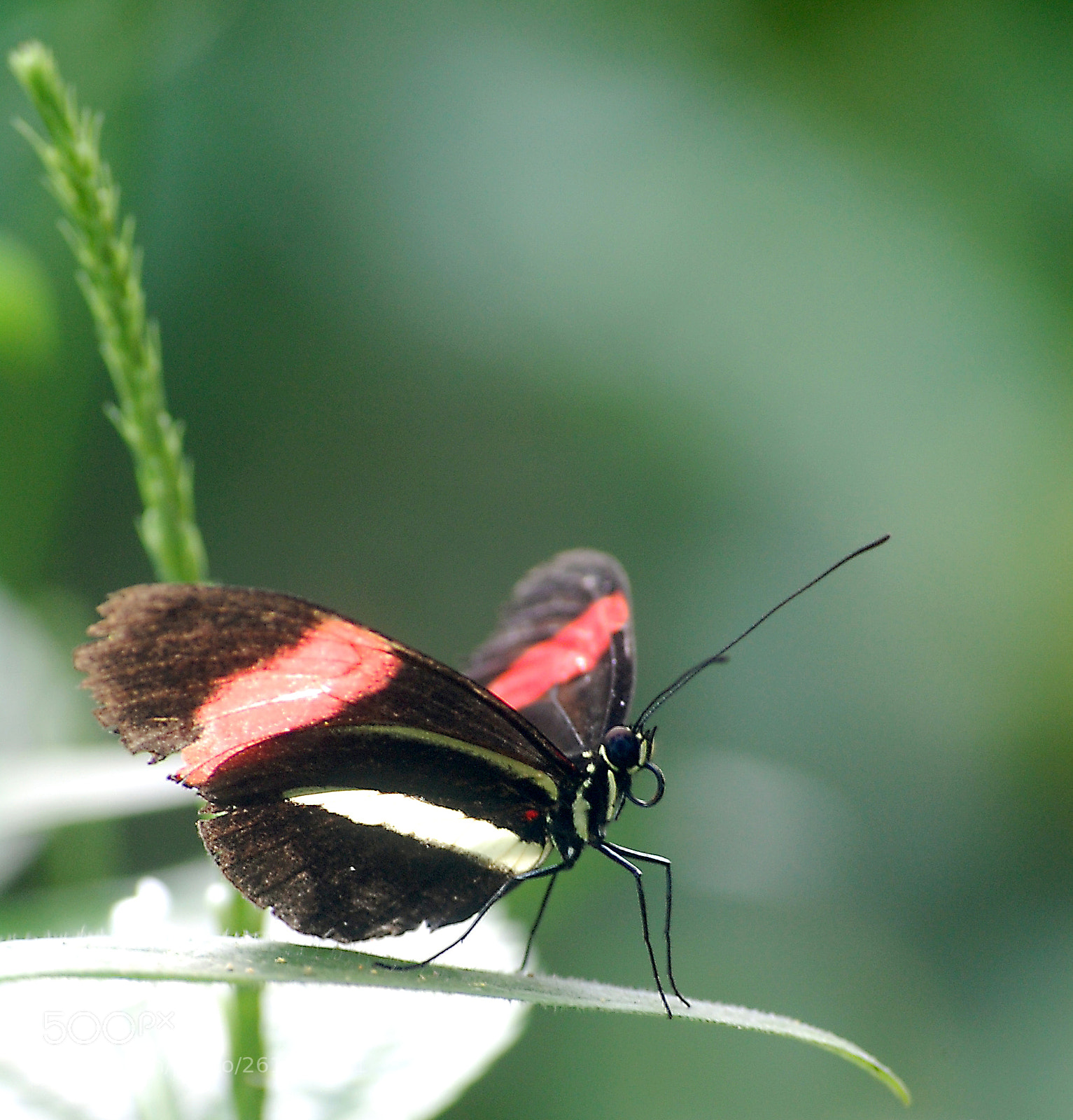 Nikon D40 sample photo. Butterfly photography