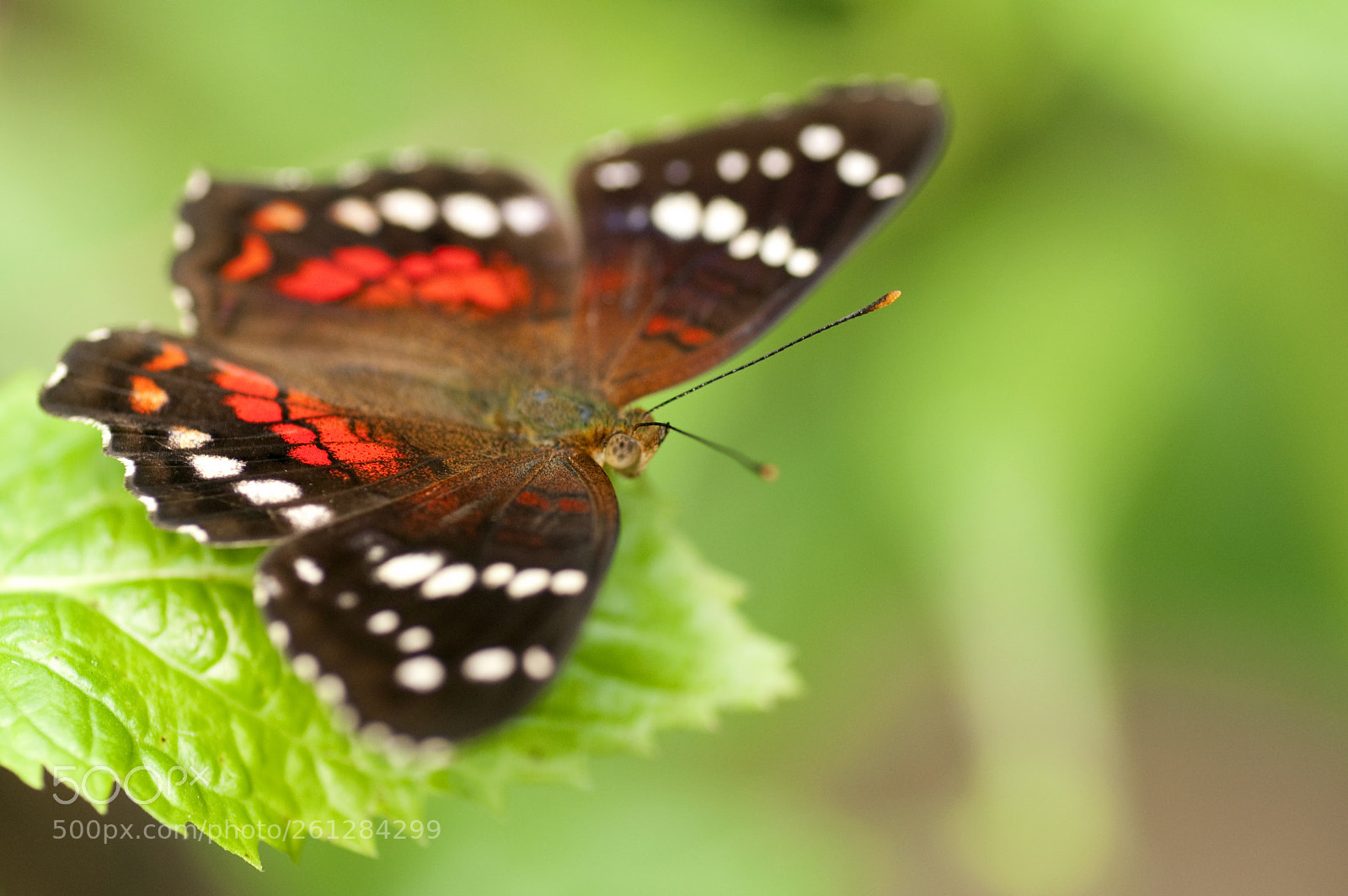 Nikon D90 sample photo. Colors of a butterfly photography